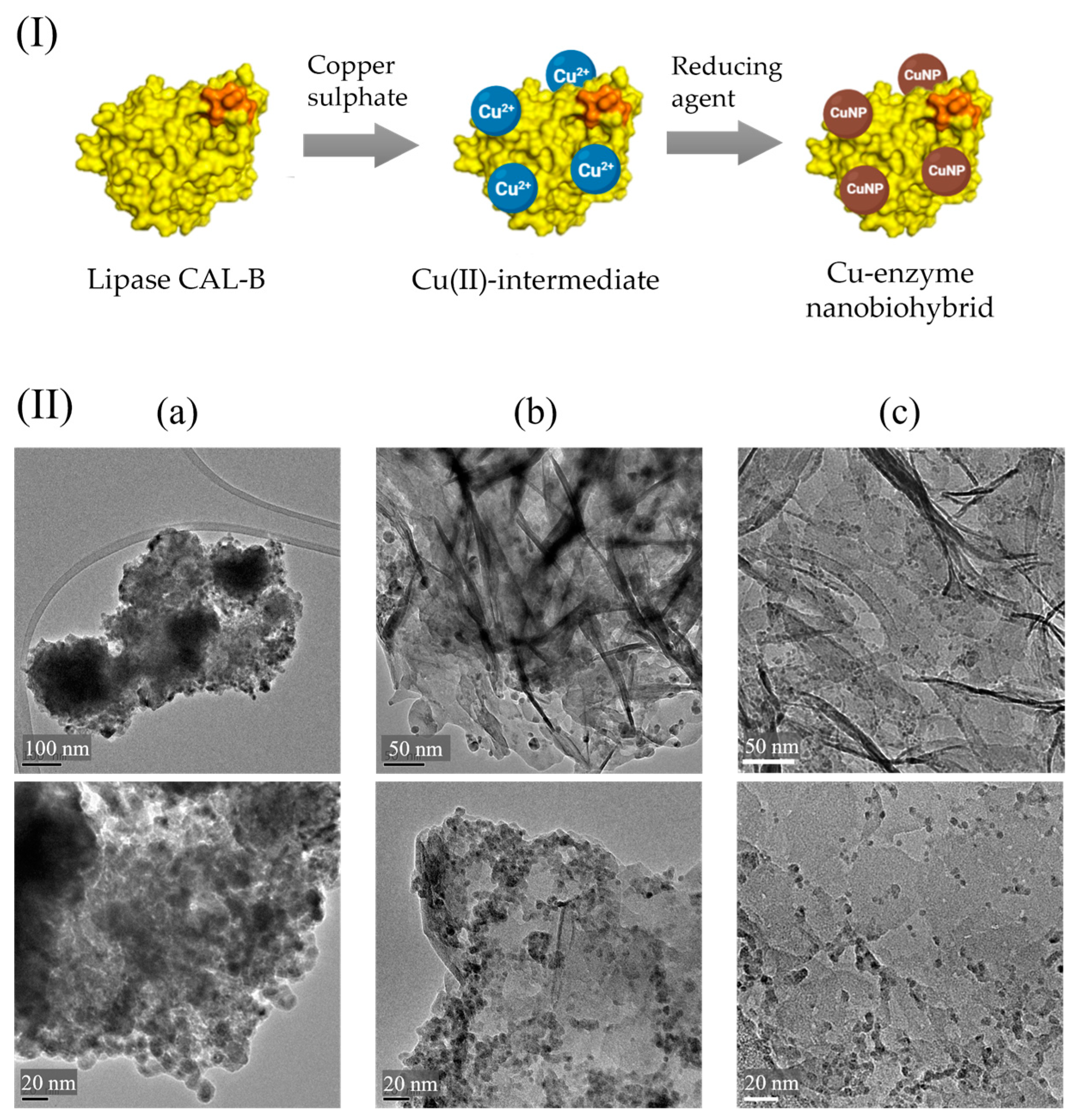 Nanomaterials 13 02406 g003