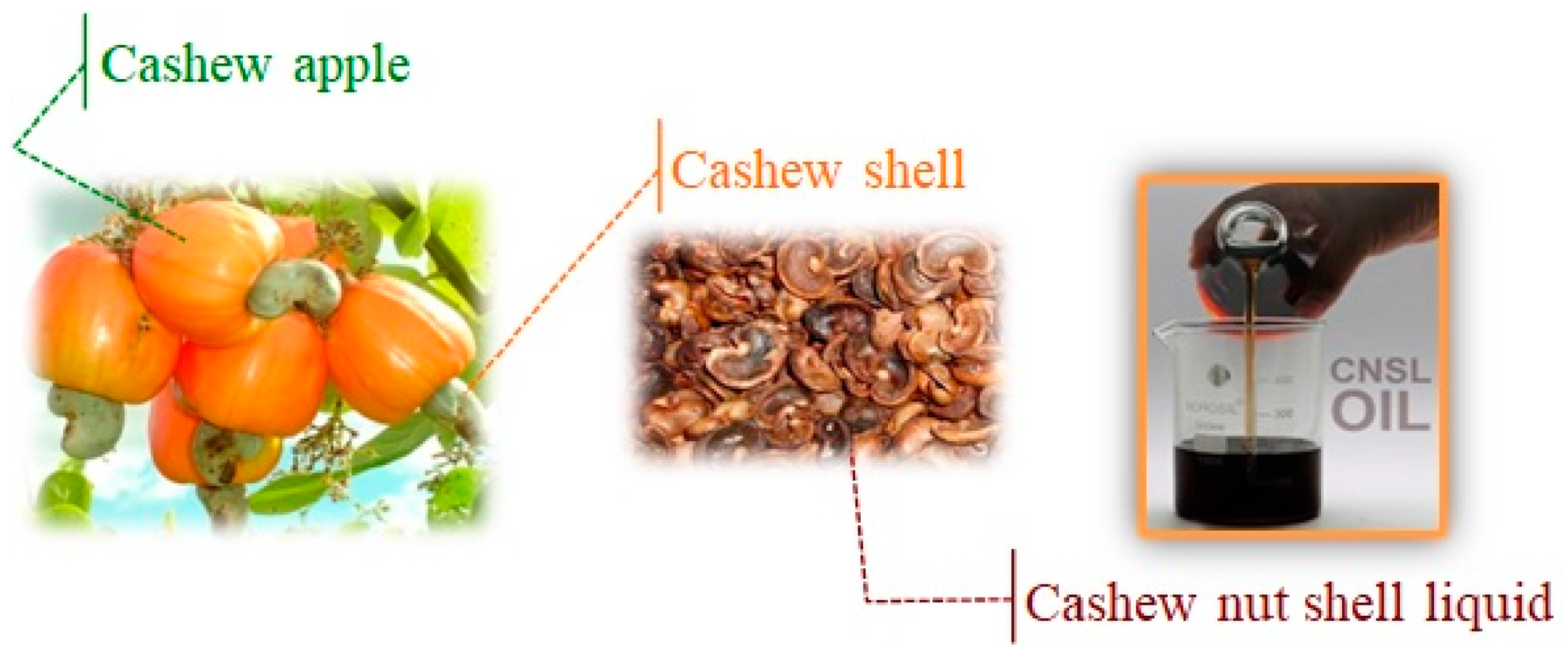 Cashew Nut Shell