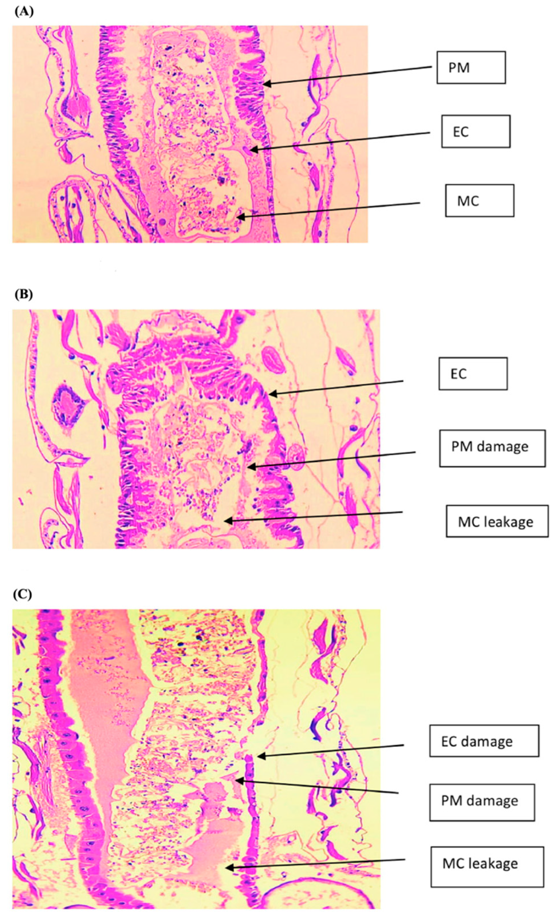 Nanomaterials 13 02486 g003
