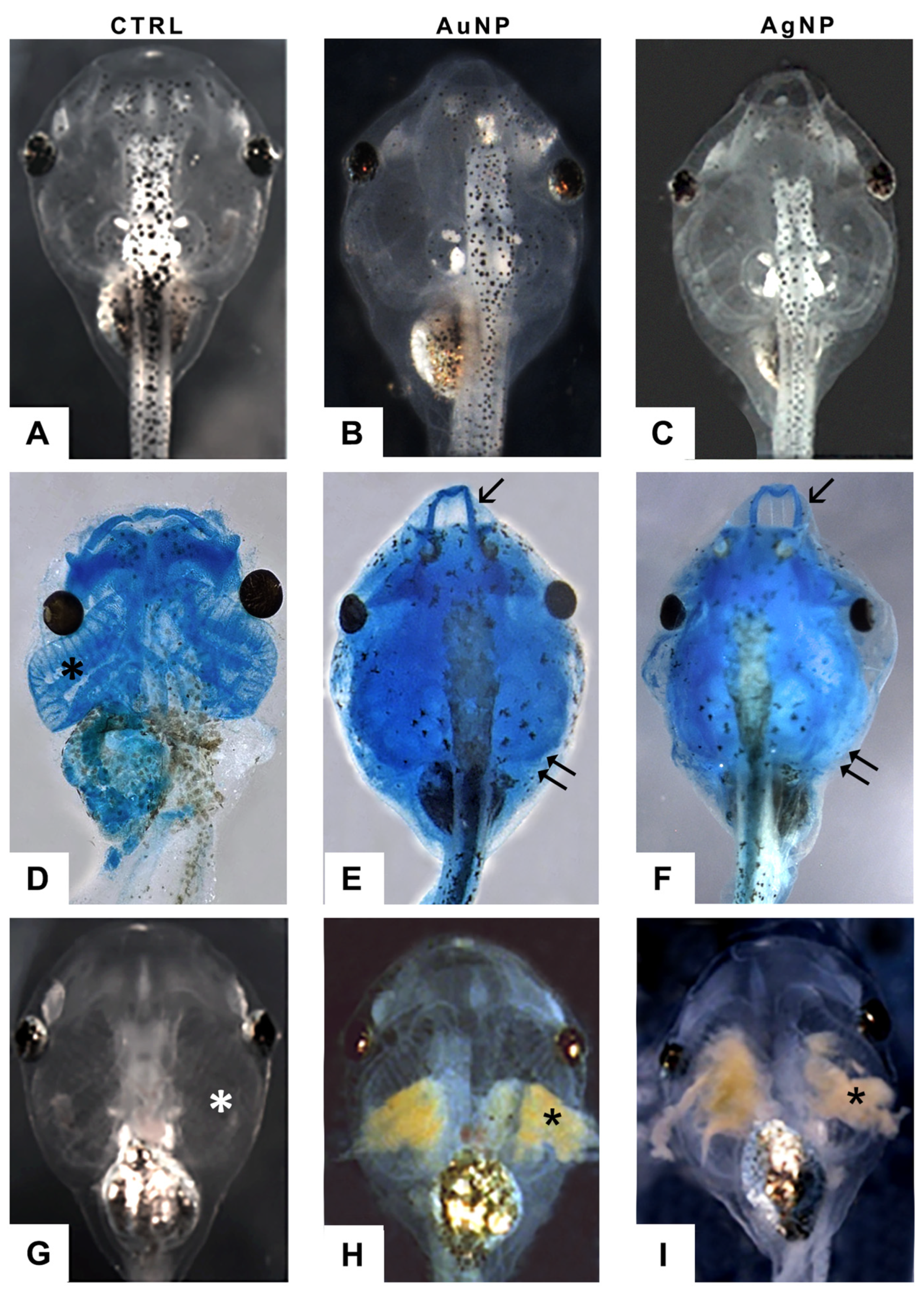 Nanomaterials 13 02488 g007 Nanomaterials 13 02488 g007