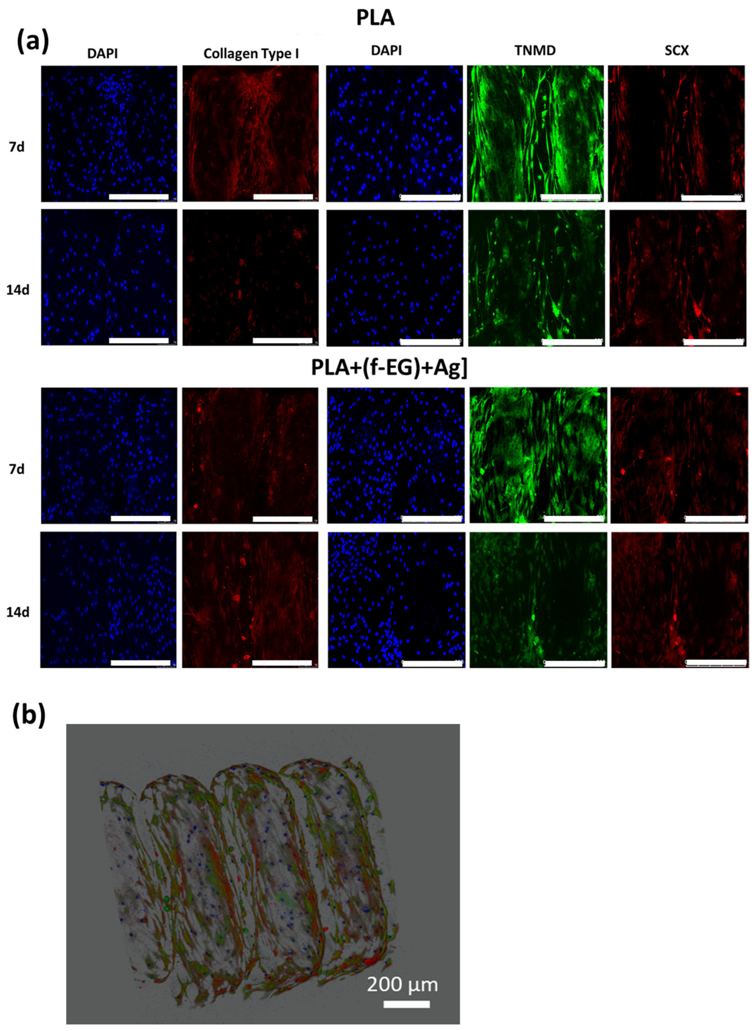 Nanomaterials 13 02518 g010 Nanomaterials 13 02518 g010