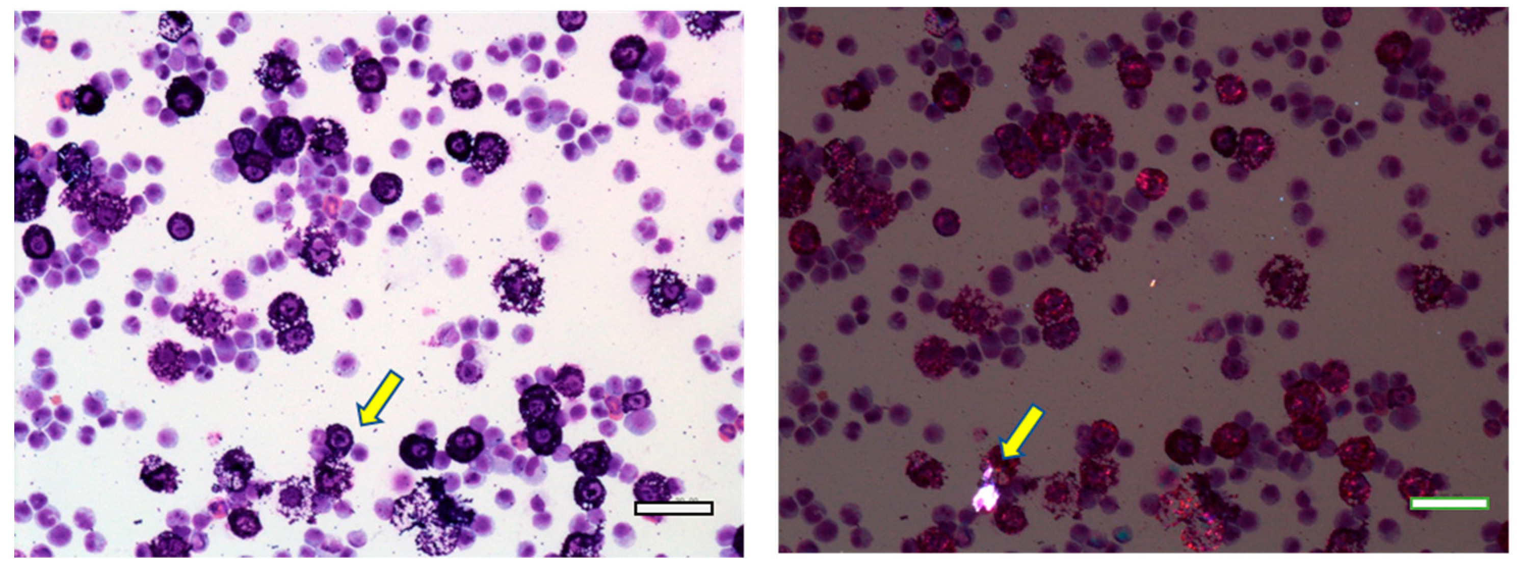 Nanomaterials 13 02598 g008