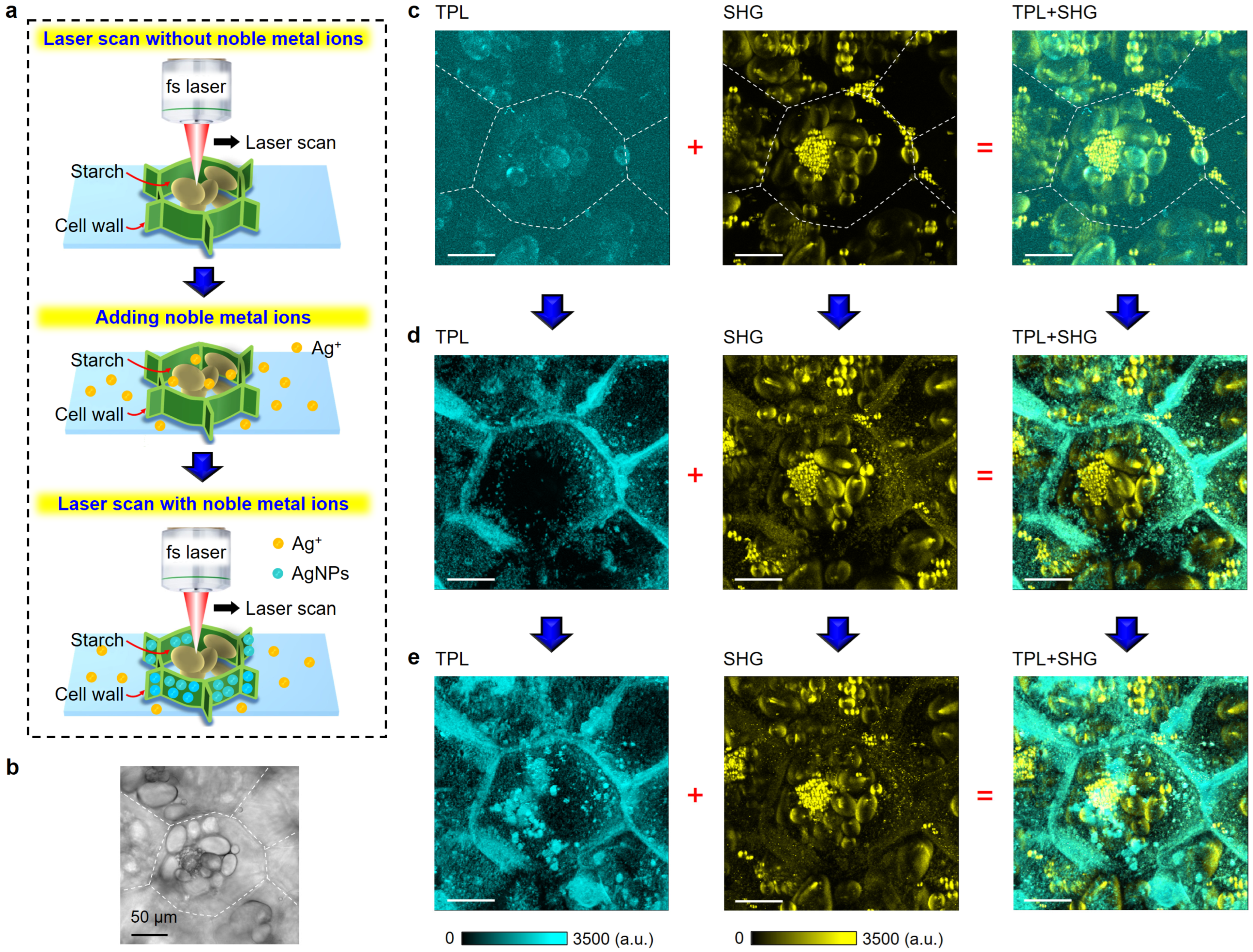 Nanomaterials 13 02626 g005
