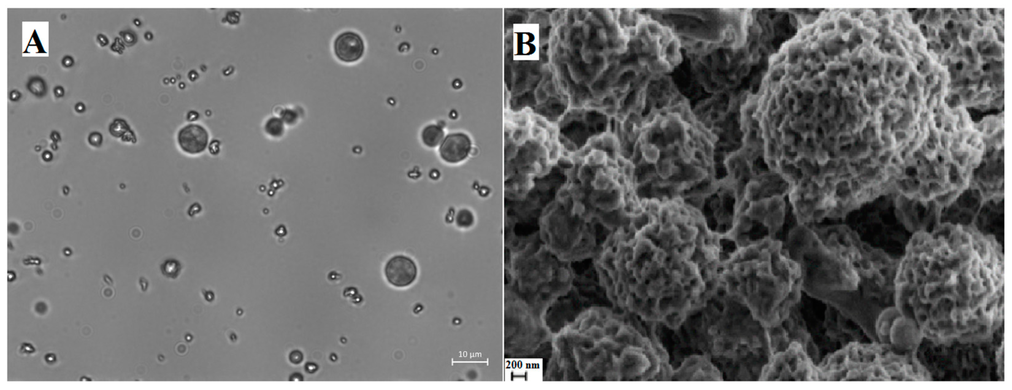 Nanomaterials 13 02709 g002