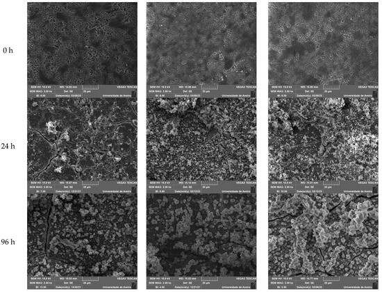 Bioactive Glasses Containing Strontium or Magnesium Ions to Enhance the ...