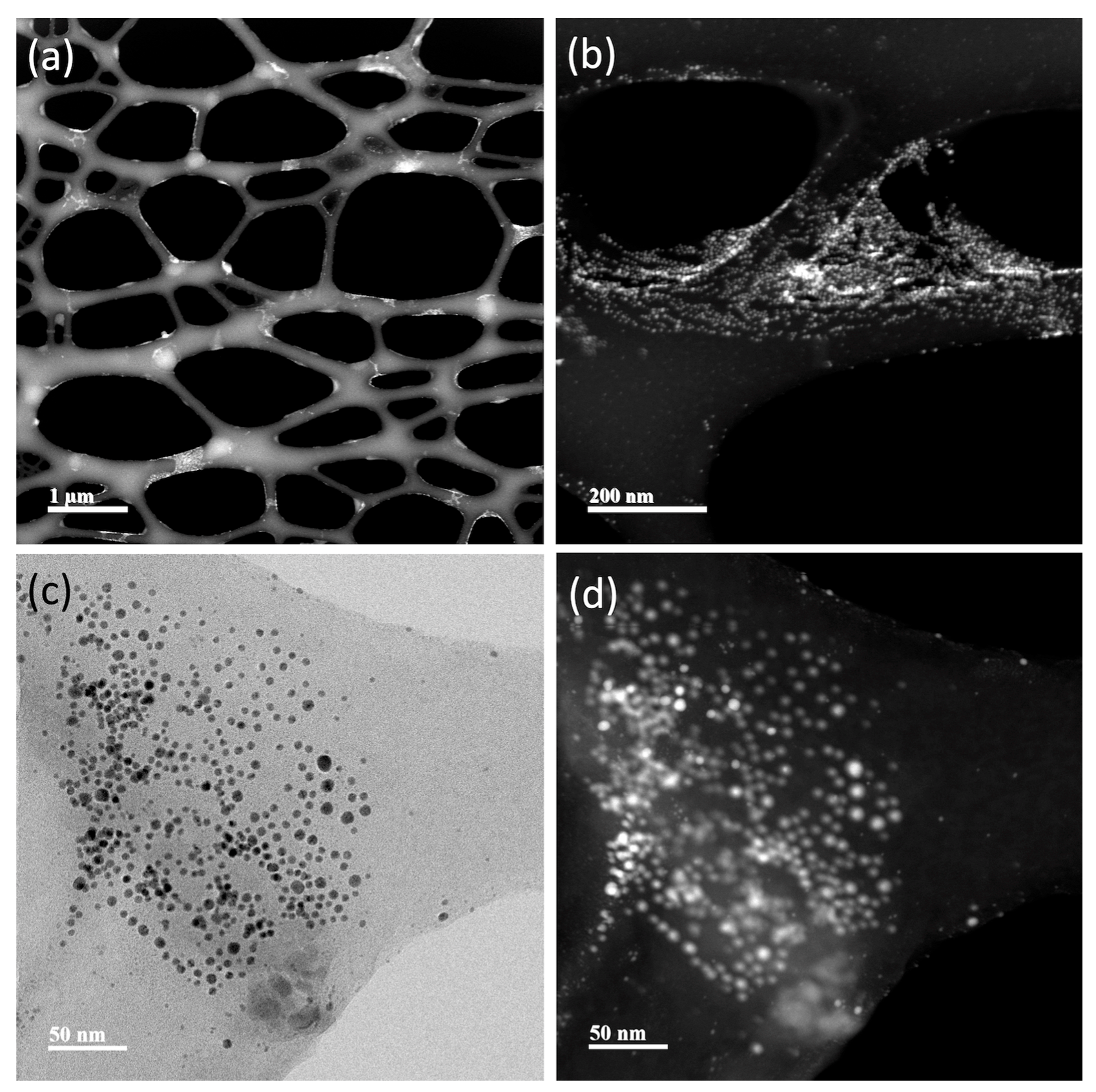 Nanomaterials 13 02802 g008
