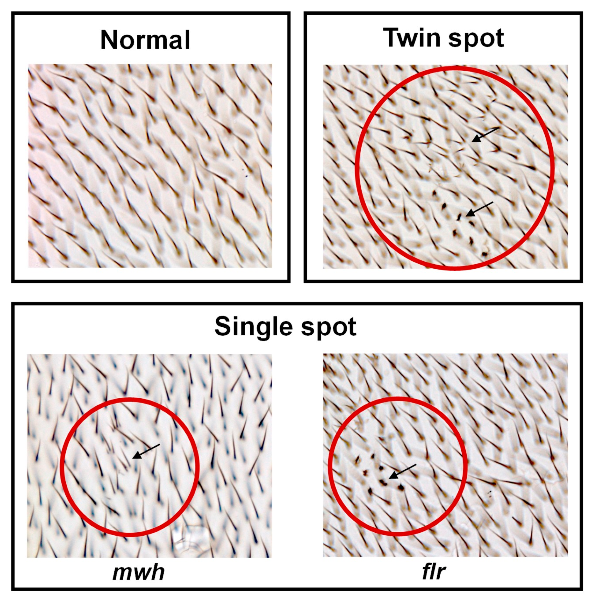 Nanomaterials 13 02804 g003