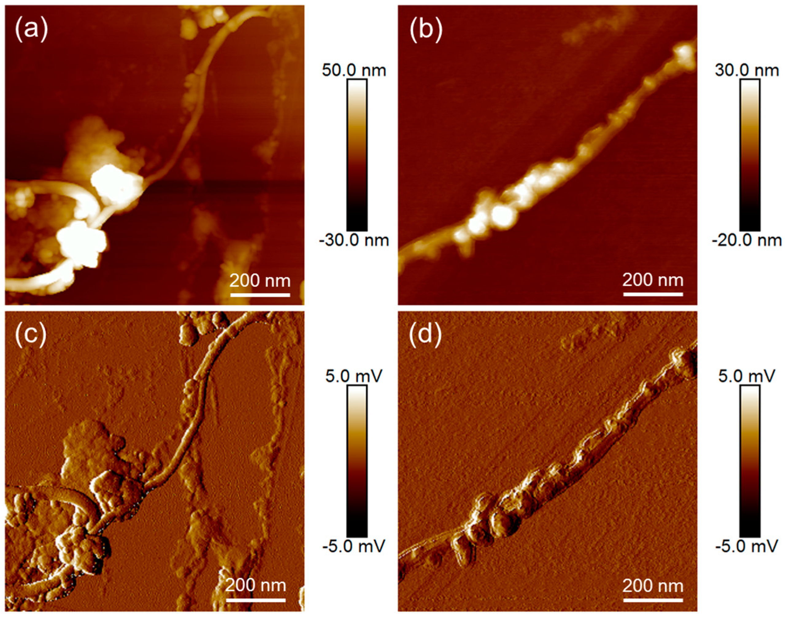 Nanomaterials 13 02813 g006