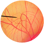 Nanomaterials 13 02931 i001