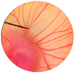 Nanomaterials 13 02931 i003