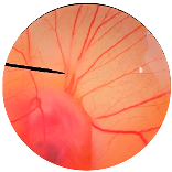 Nanomaterials 13 02931 i005