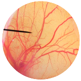 Nanomaterials 13 02931 i014