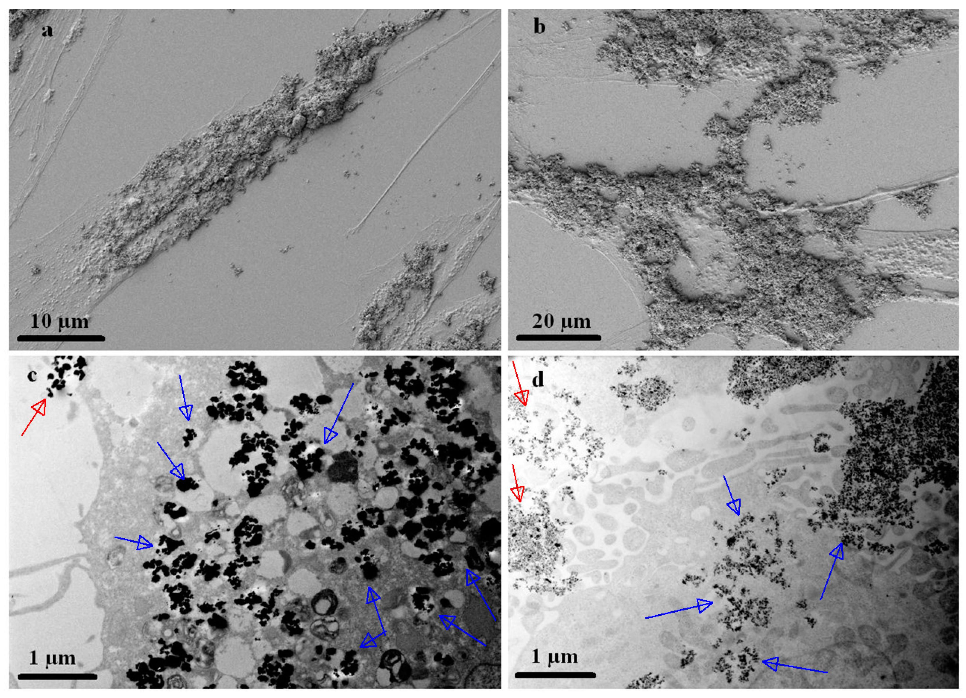Nanomaterials 13 02941 g007