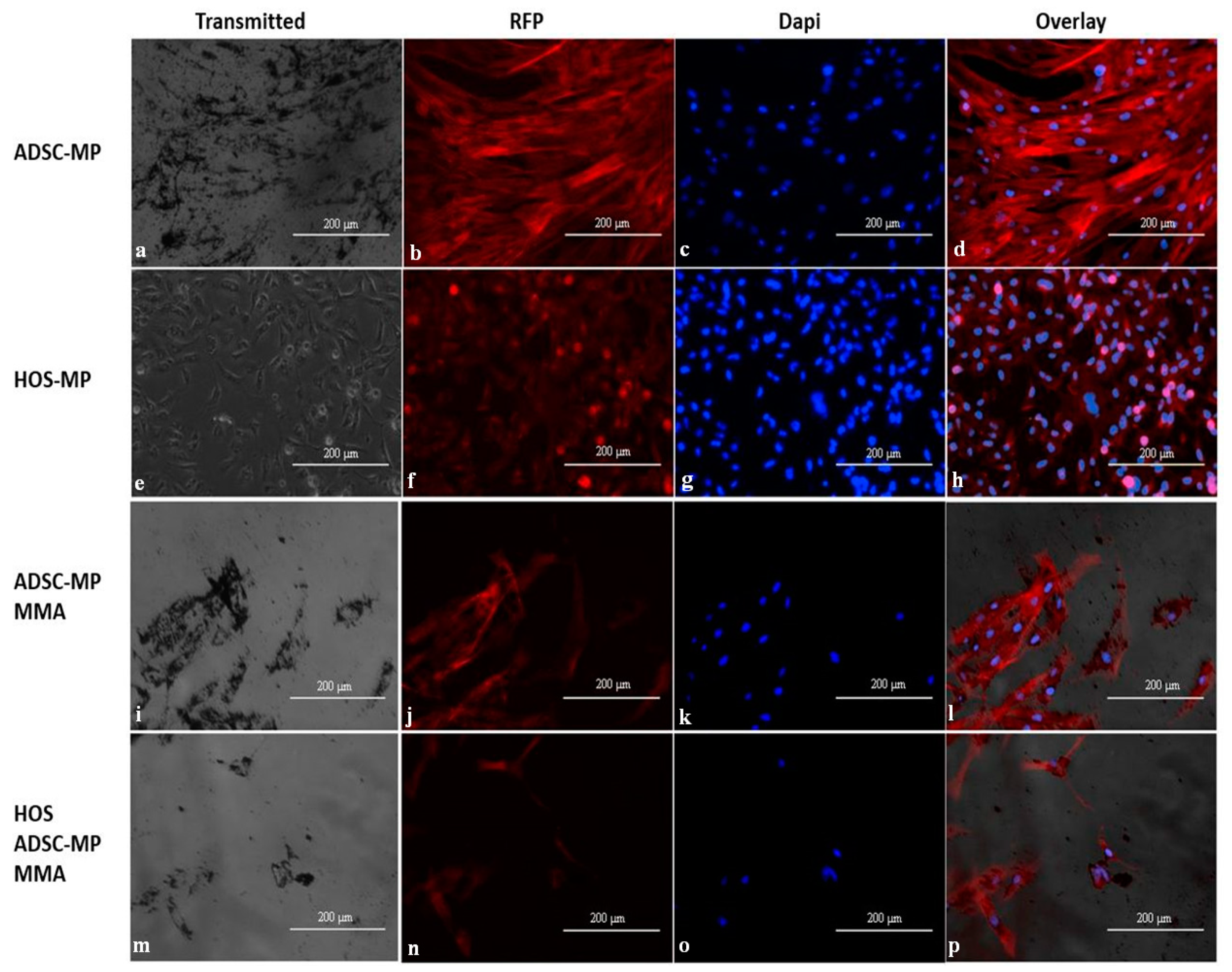 Nanomaterials 13 02941 g013