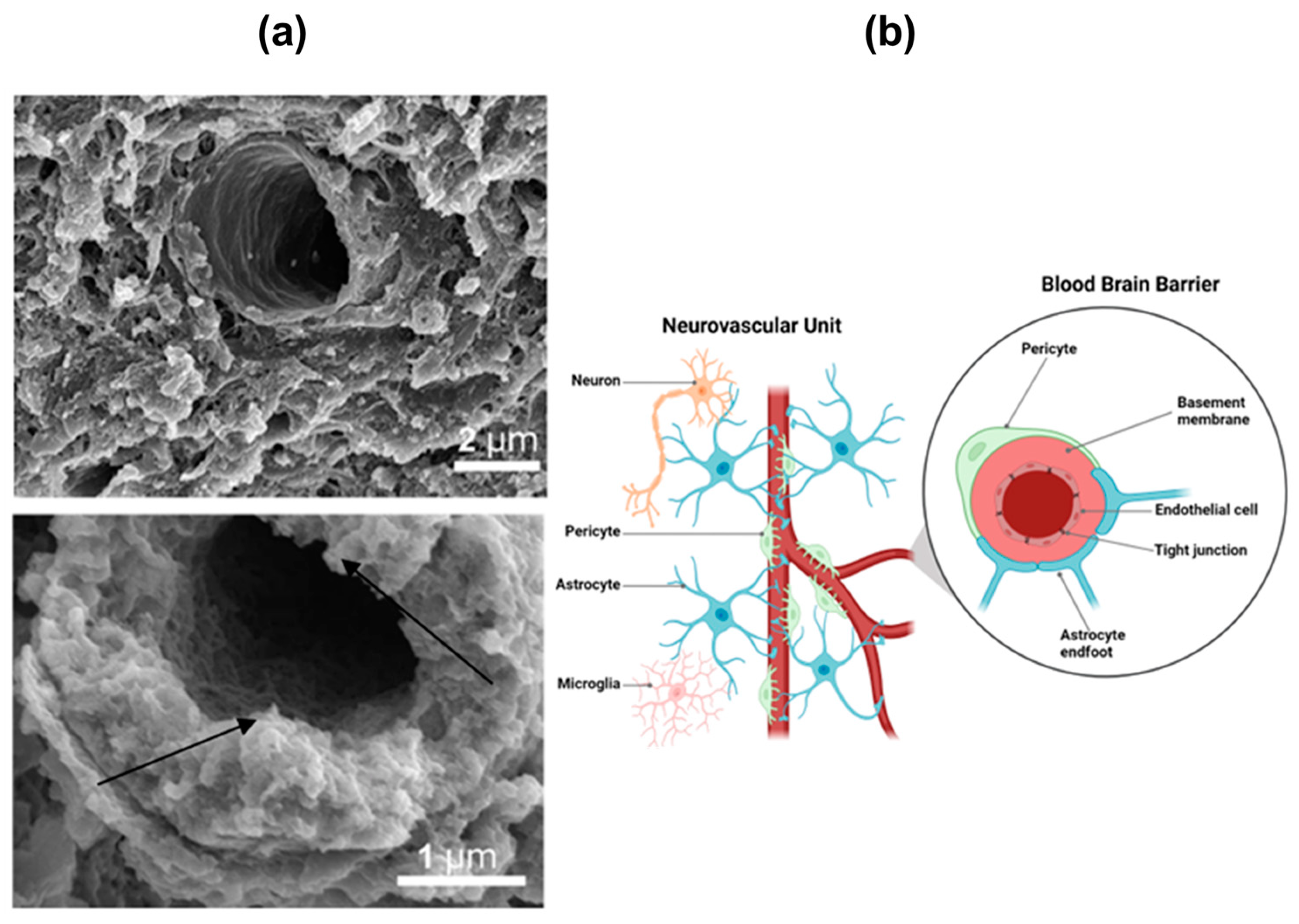 Nanomaterials 13 03004 g001 Nanomaterials 13 03004 g001