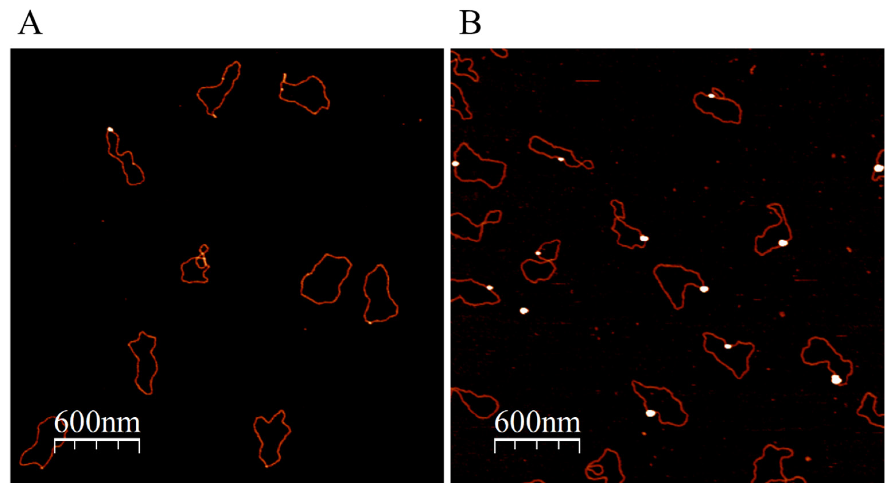 Nanomaterials 13 03080 g004