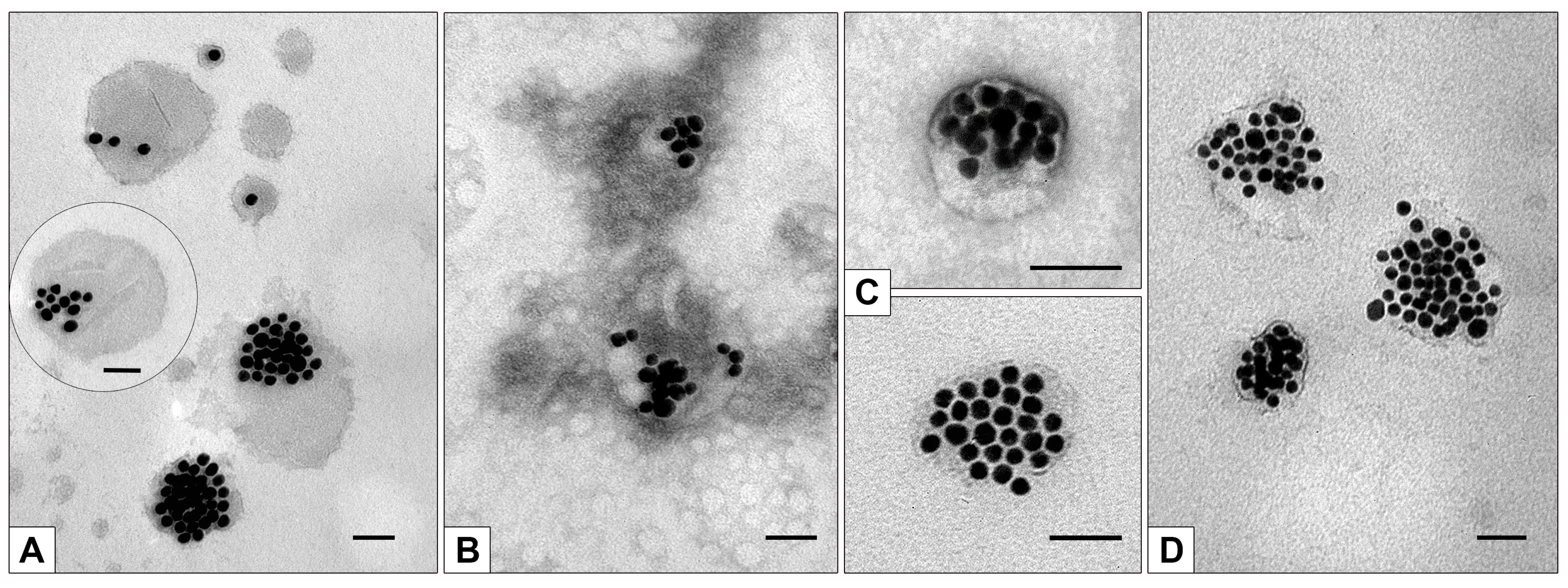 Nanomaterials 13 03094 g007