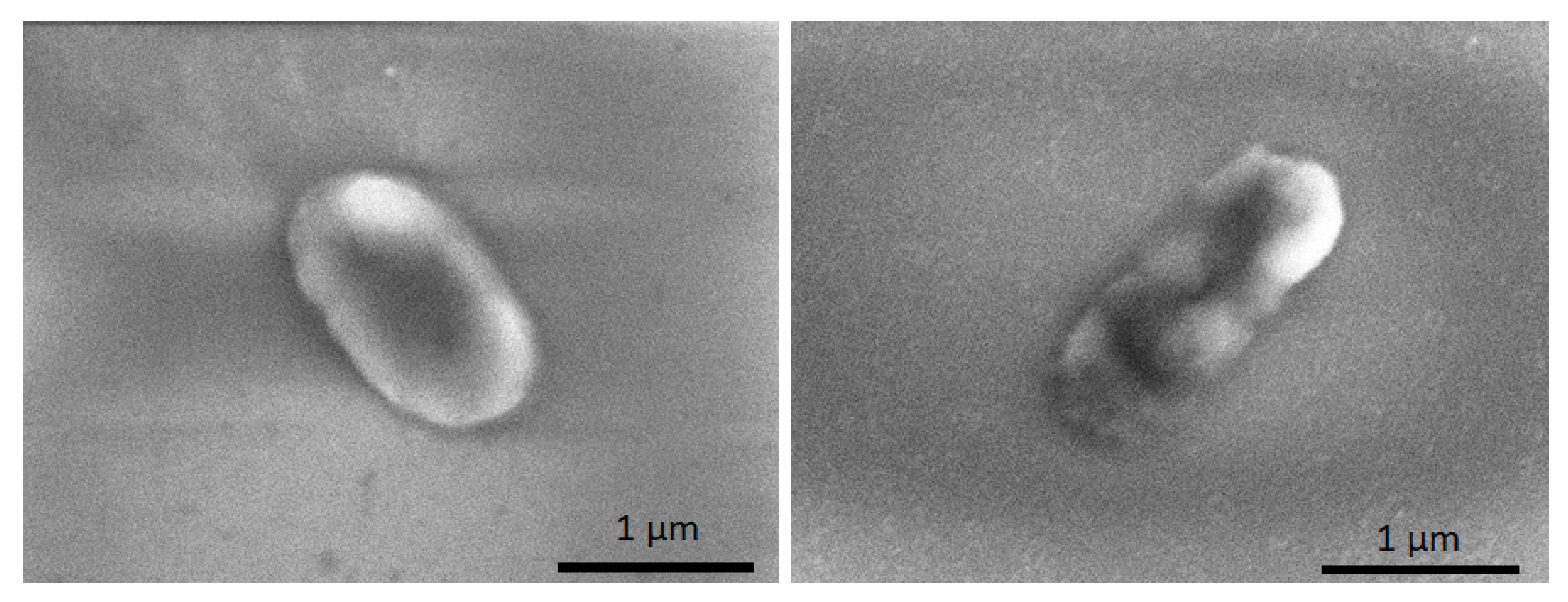 Nanomaterials 13 03106 g011