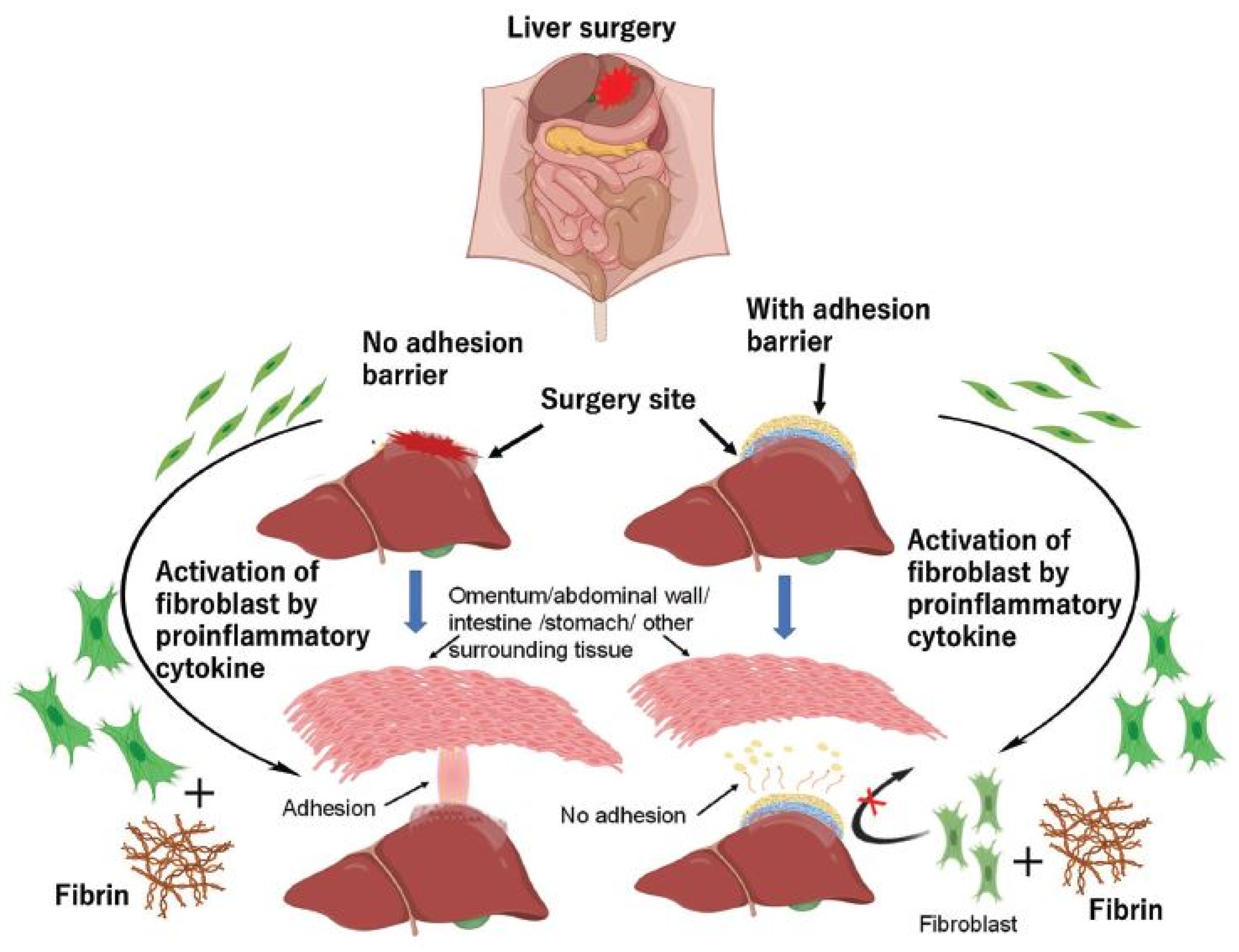 Nanomaterials 14 00004 g002