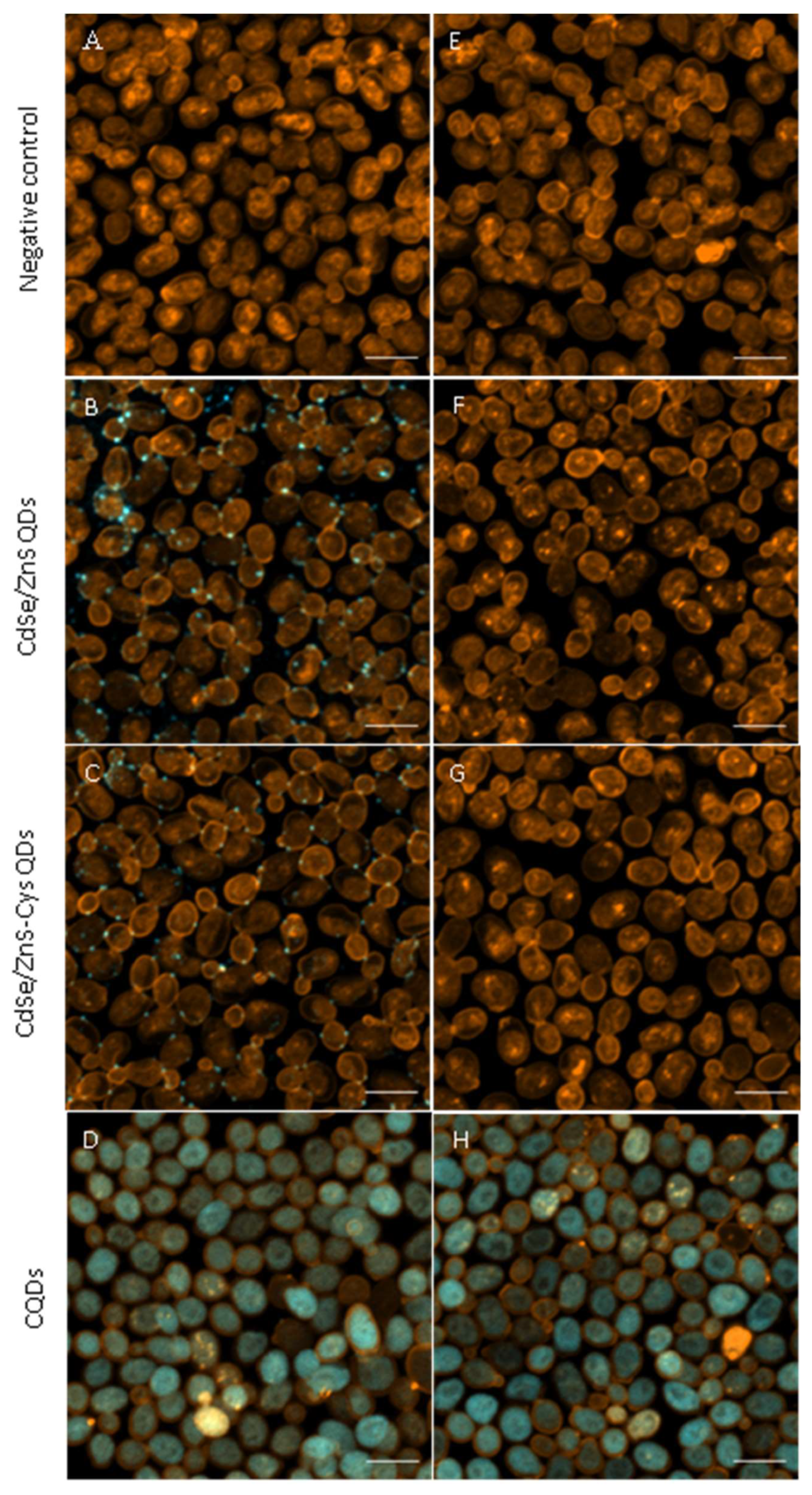 Nanomaterials 14 00010 g008