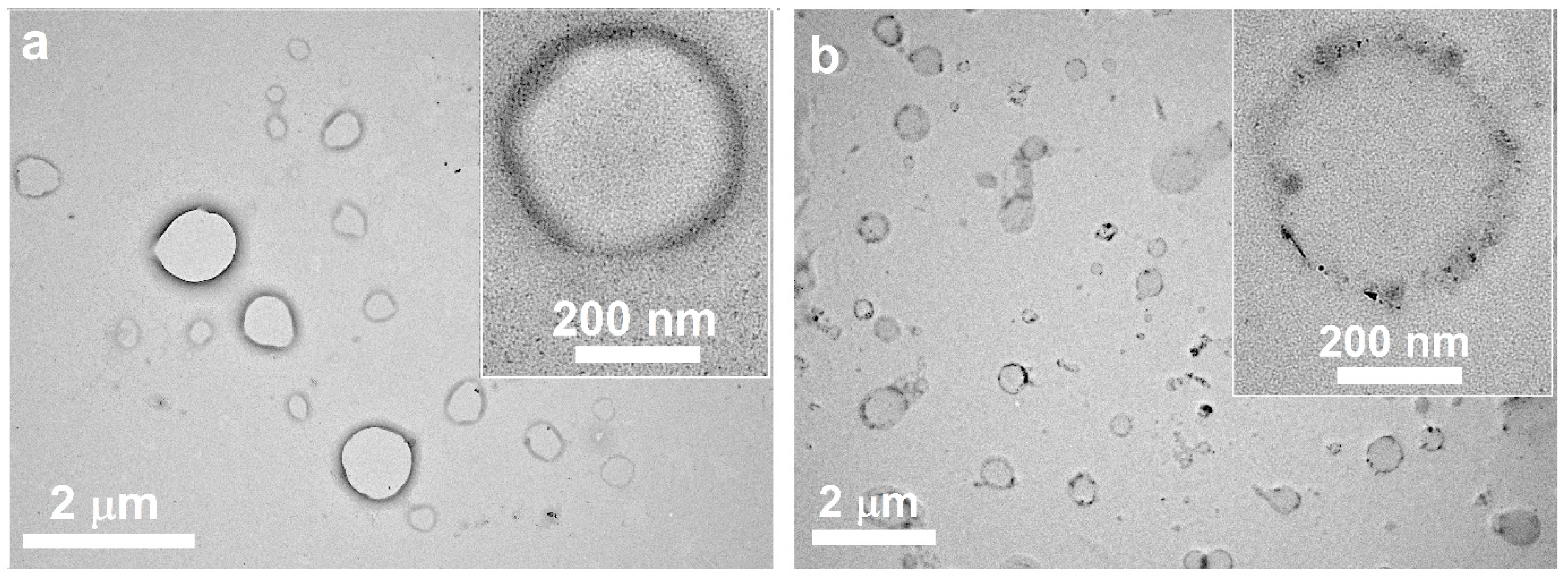 Nanomaterials 14 00055 g002