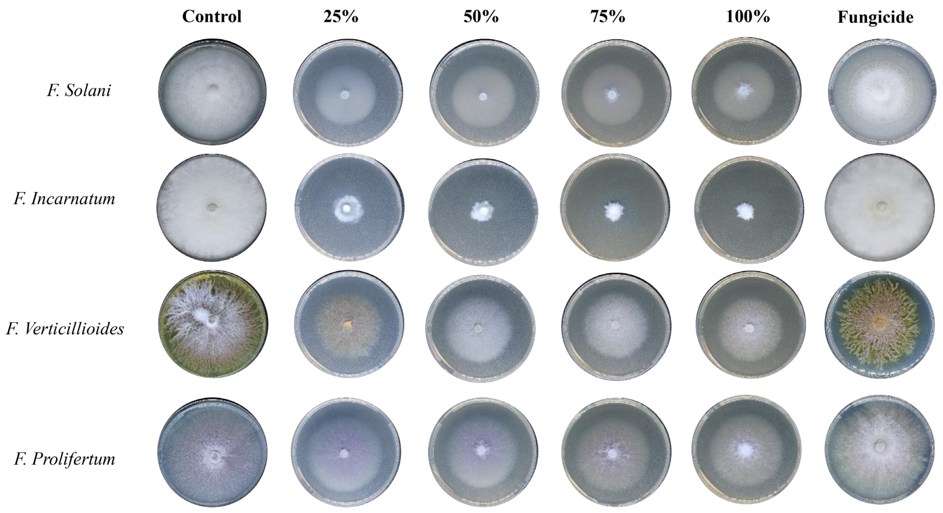 Nanomaterials 14 00088 g008