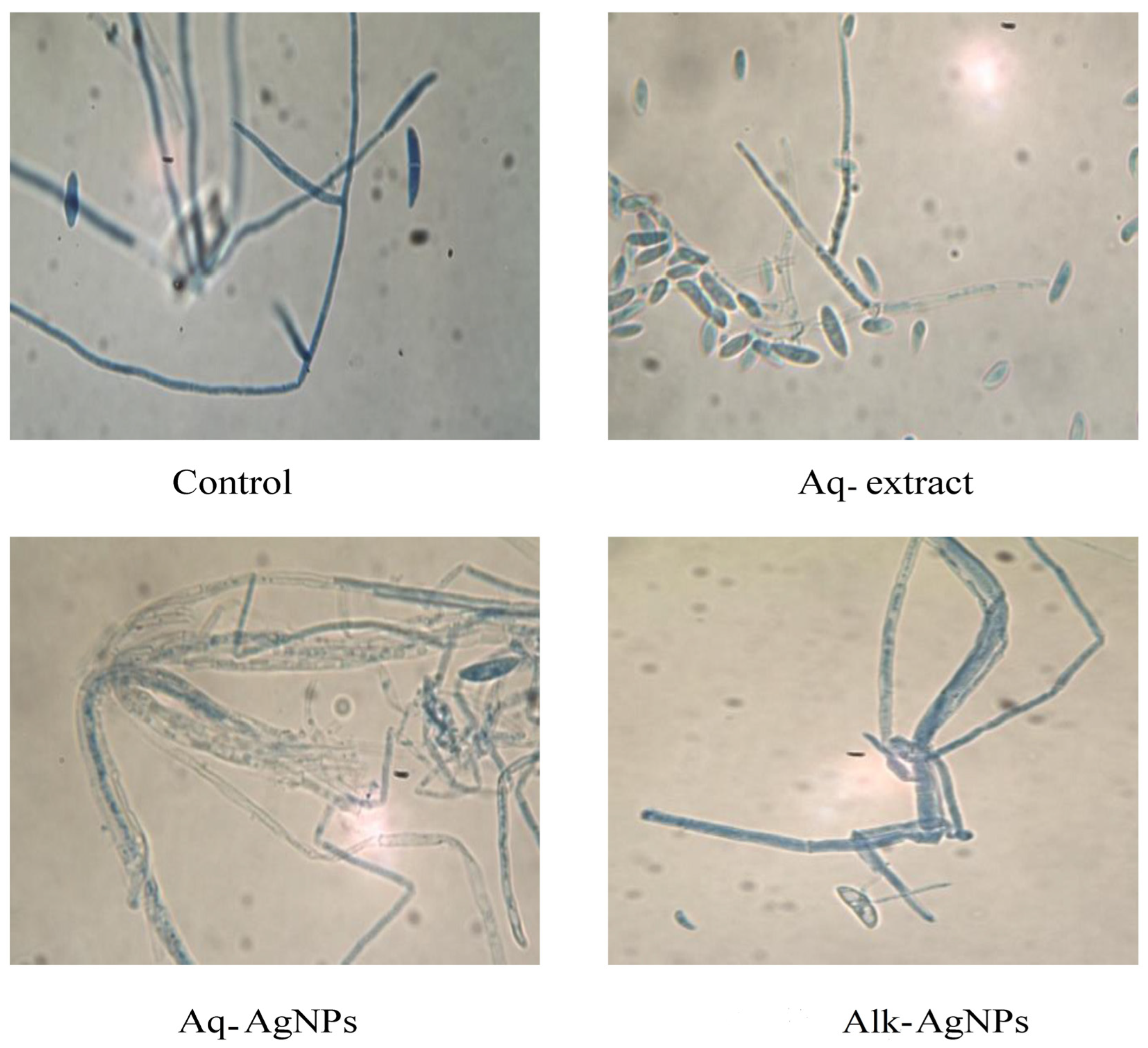 Nanomaterials 14 00088 g009