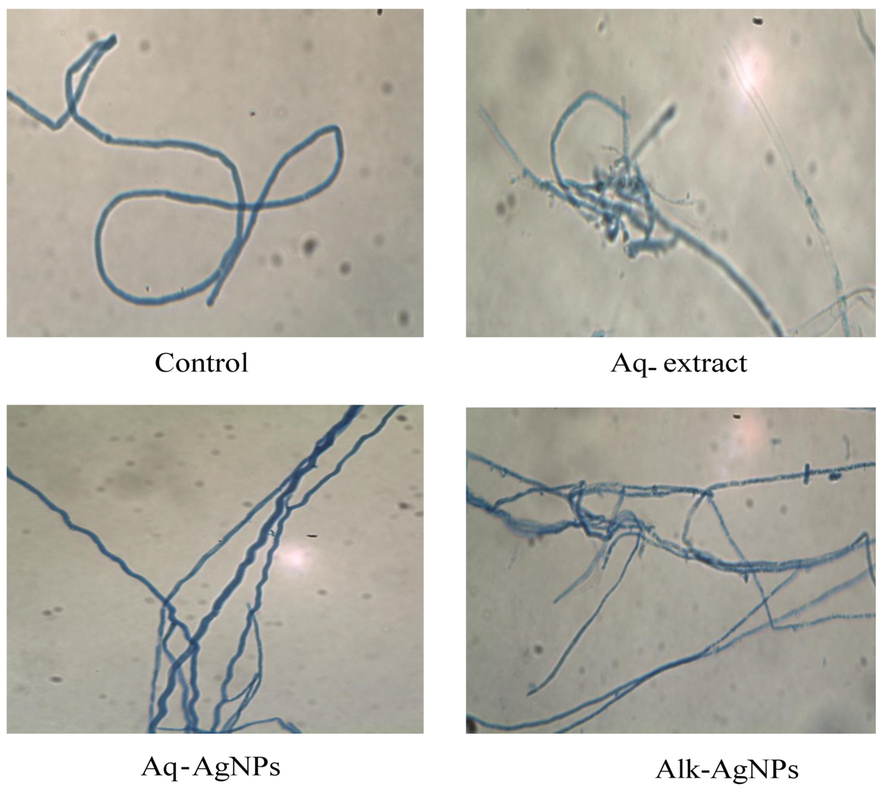 Nanomaterials 14 00088 g010
