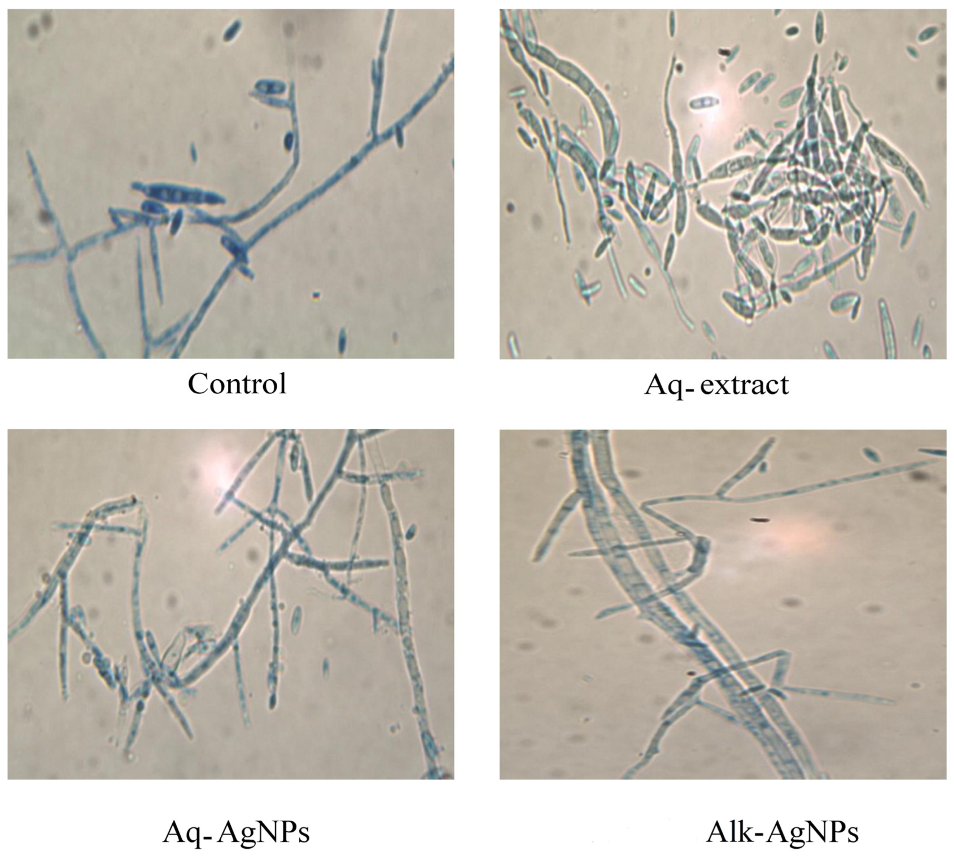 Nanomaterials 14 00088 g011