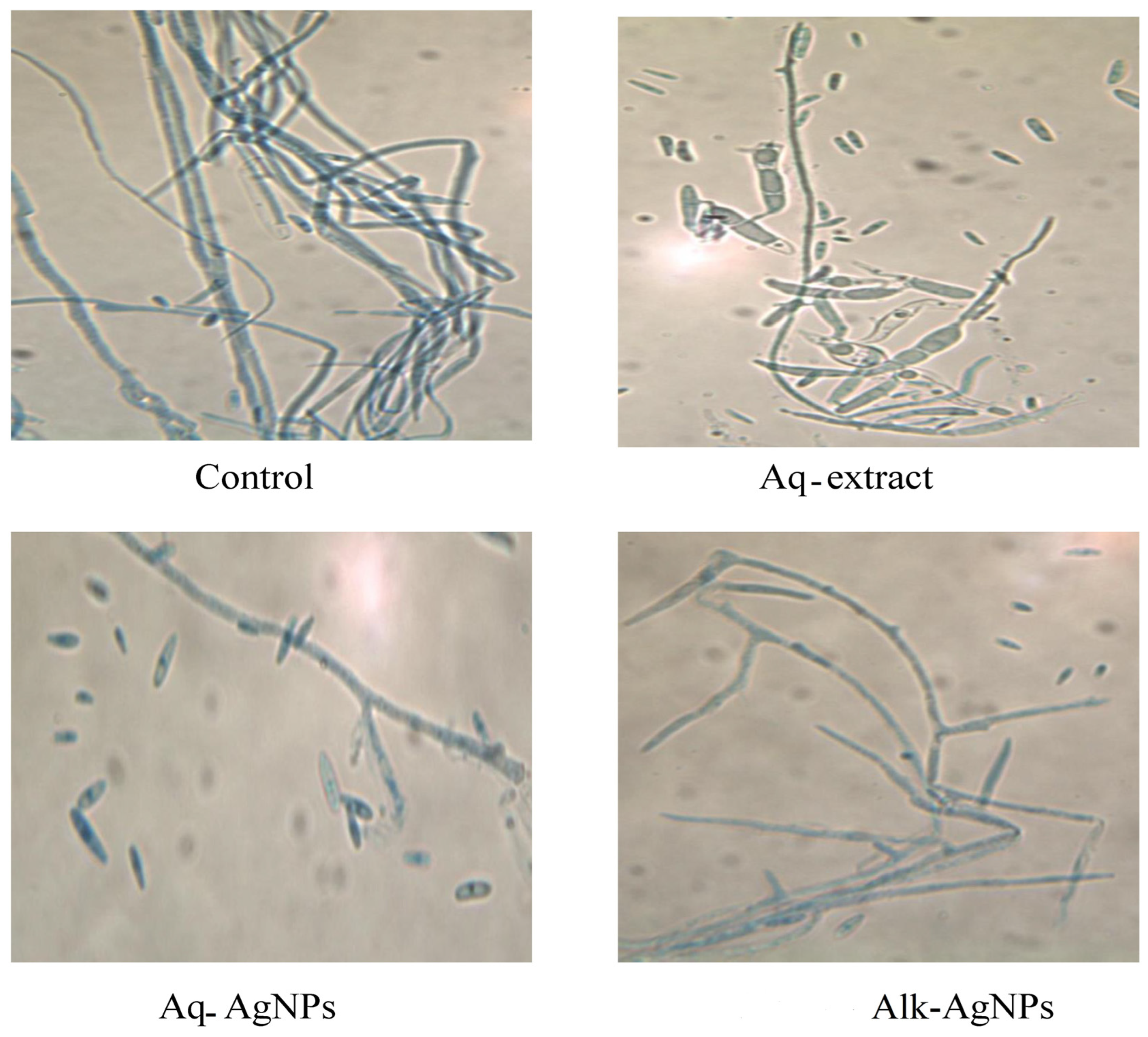 Nanomaterials 14 00088 g012