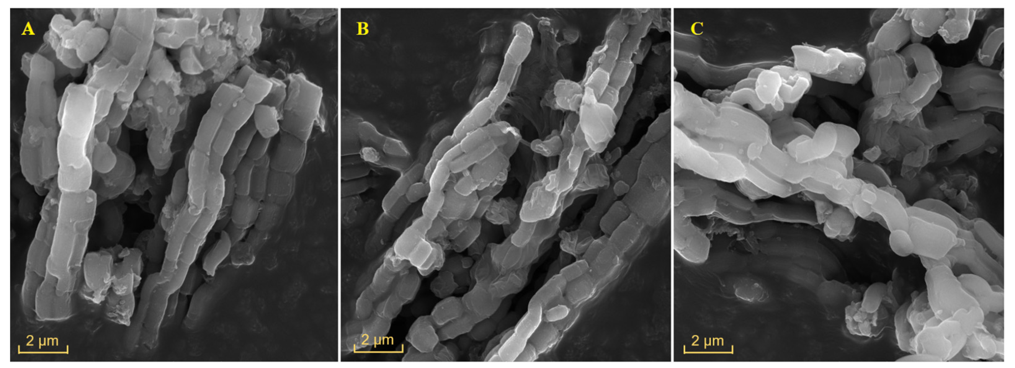 Nanomaterials 14 00208 g003