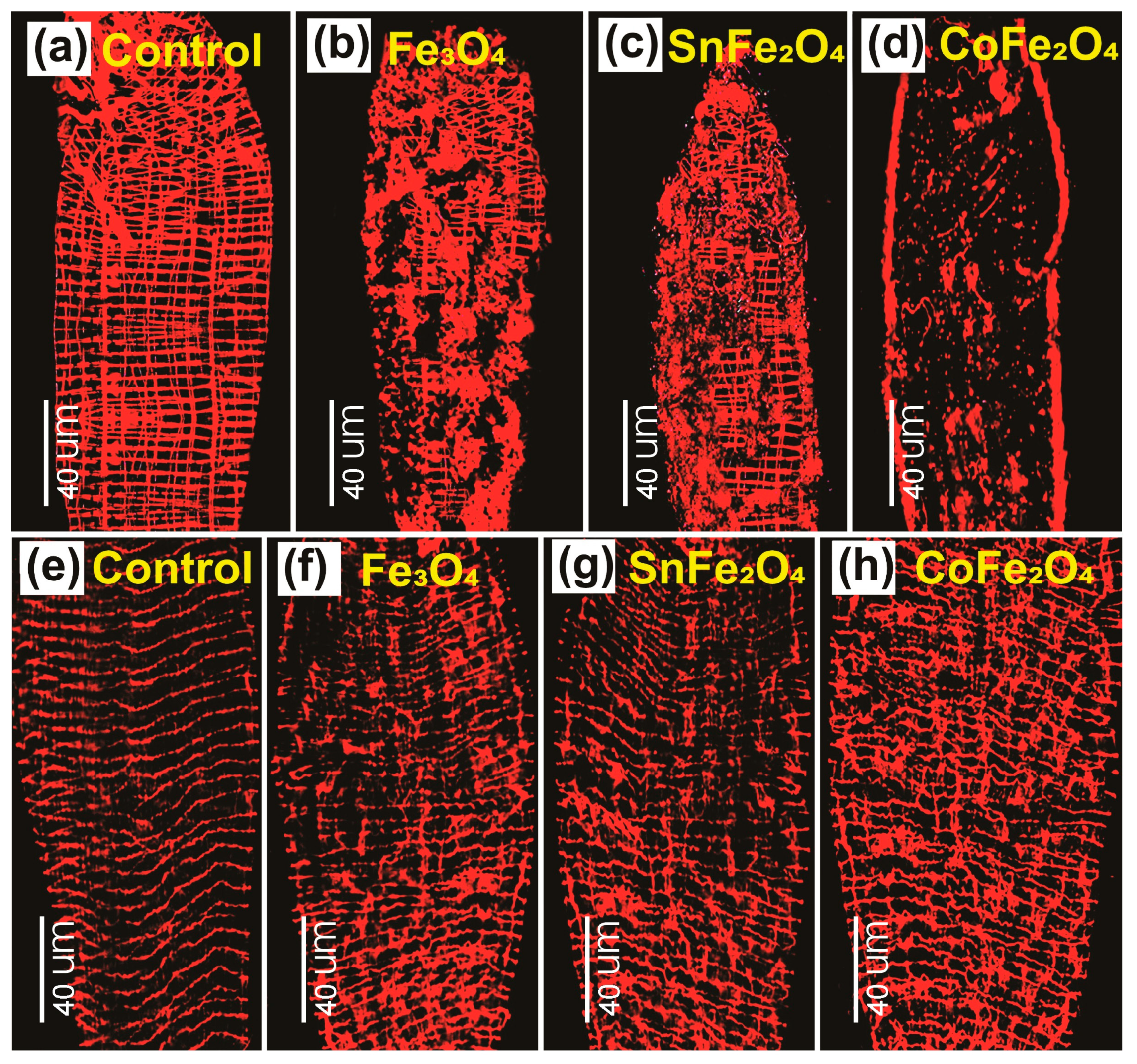 Nanomaterials 14 00218 g009 Nanomaterials 14 00218 g009