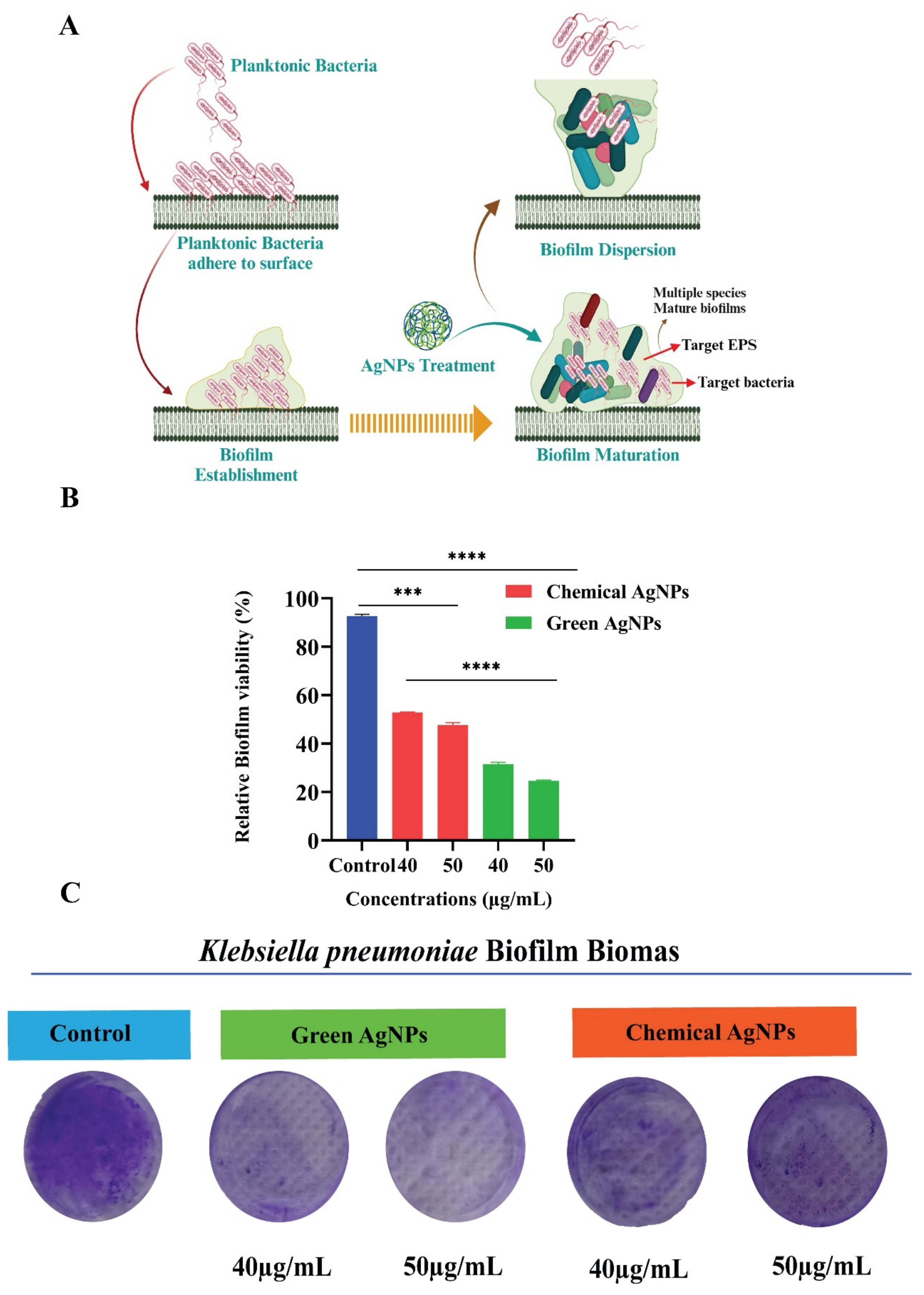 Nanomaterials 14 00237 g005