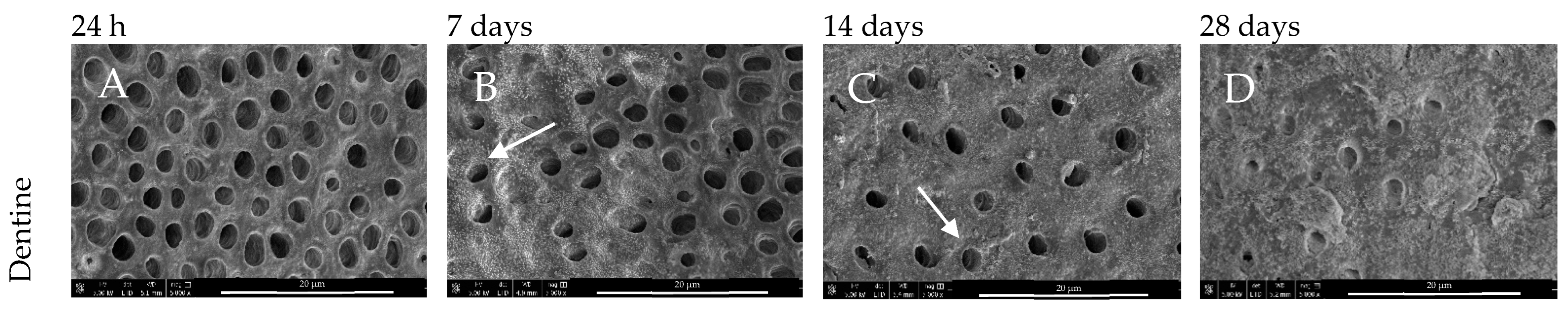 Nanomaterials 14 00274 g002