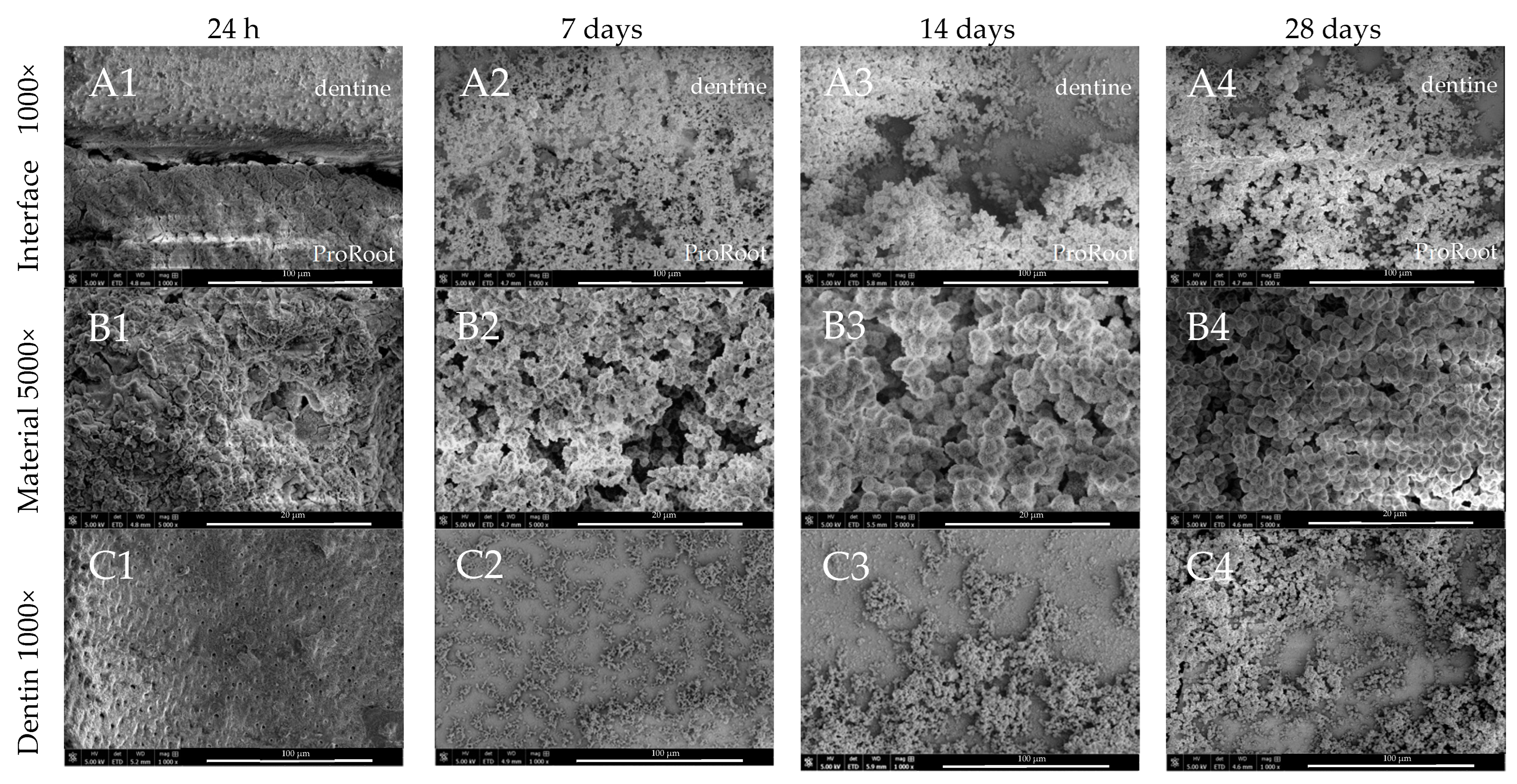 Nanomaterials 14 00274 g003a