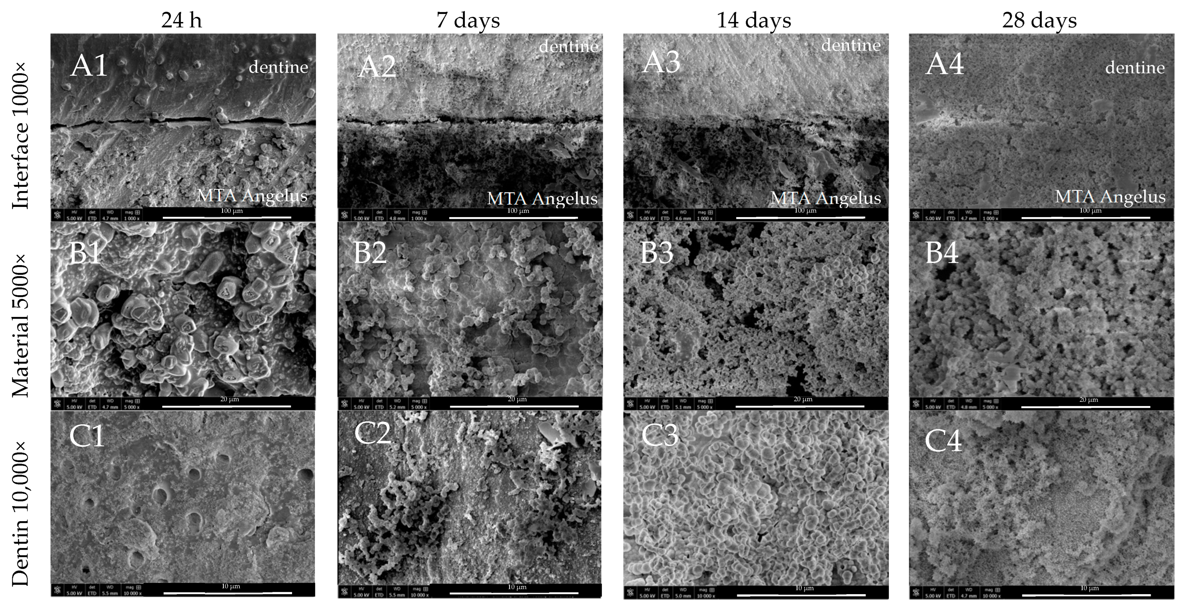 Nanomaterials 14 00274 g004