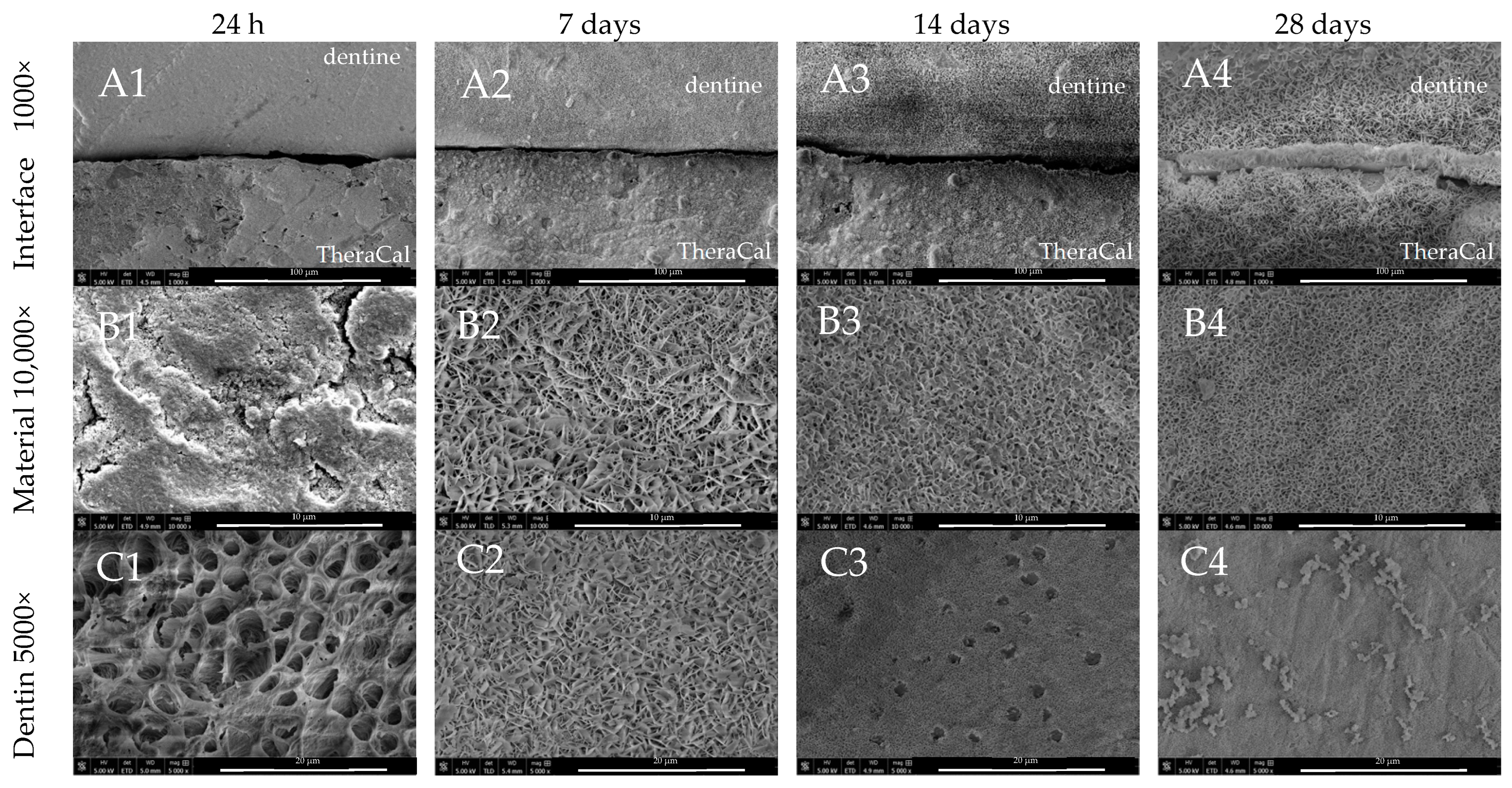 Nanomaterials 14 00274 g006