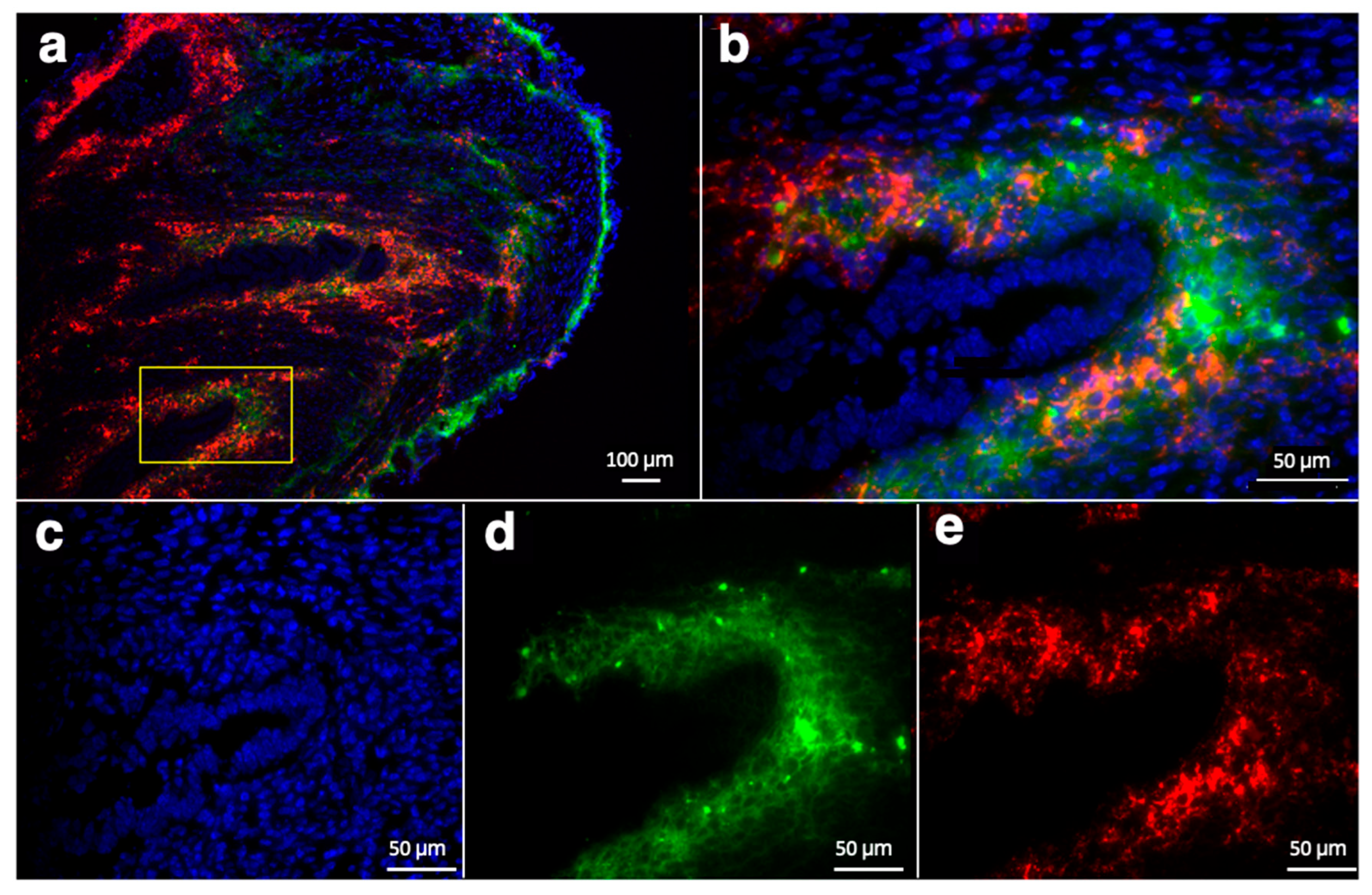 Nanomaterials 14 00319 g006