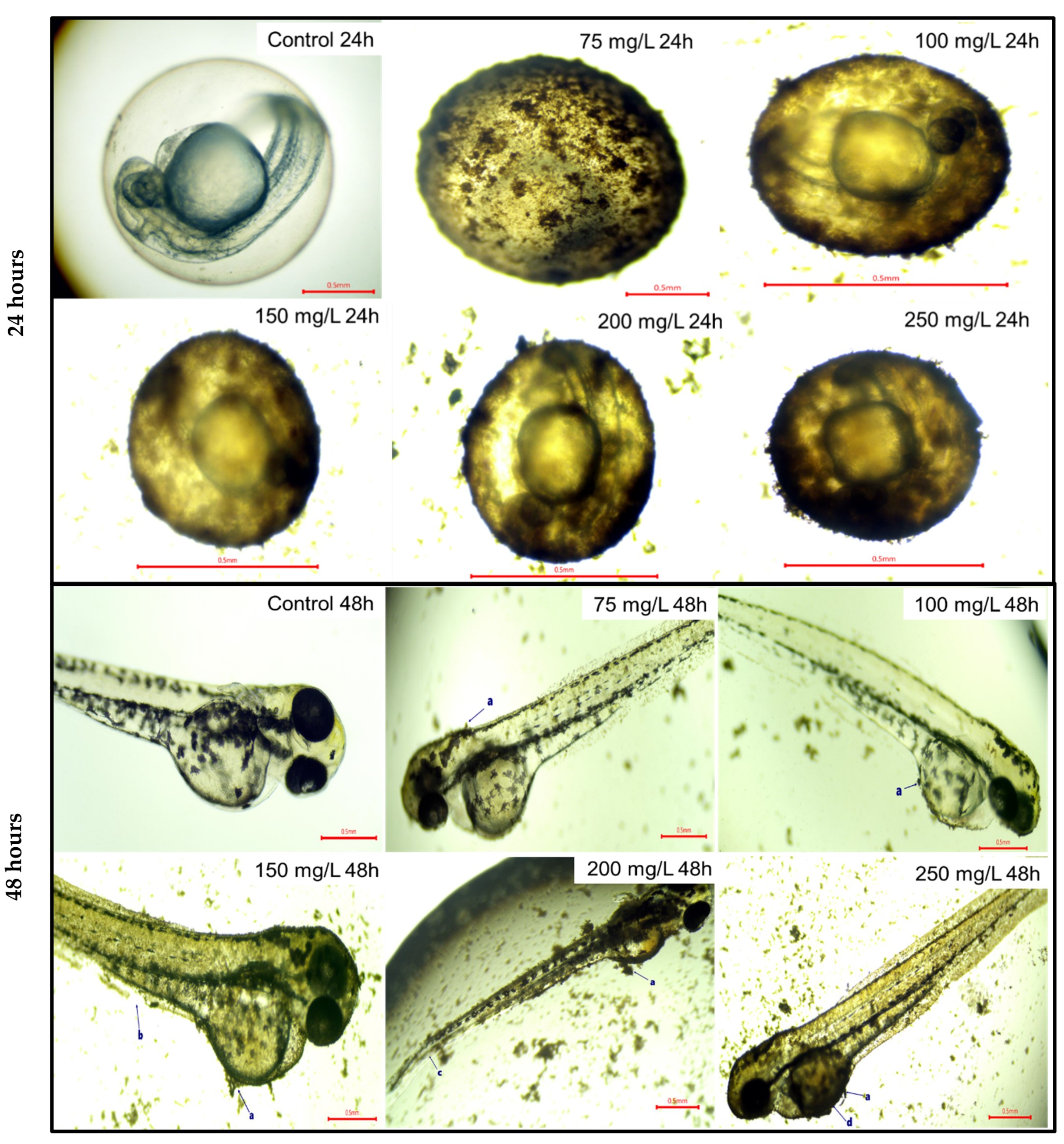 Nanomaterials 14 00373 g003 Nanomaterials 14 00373 g003