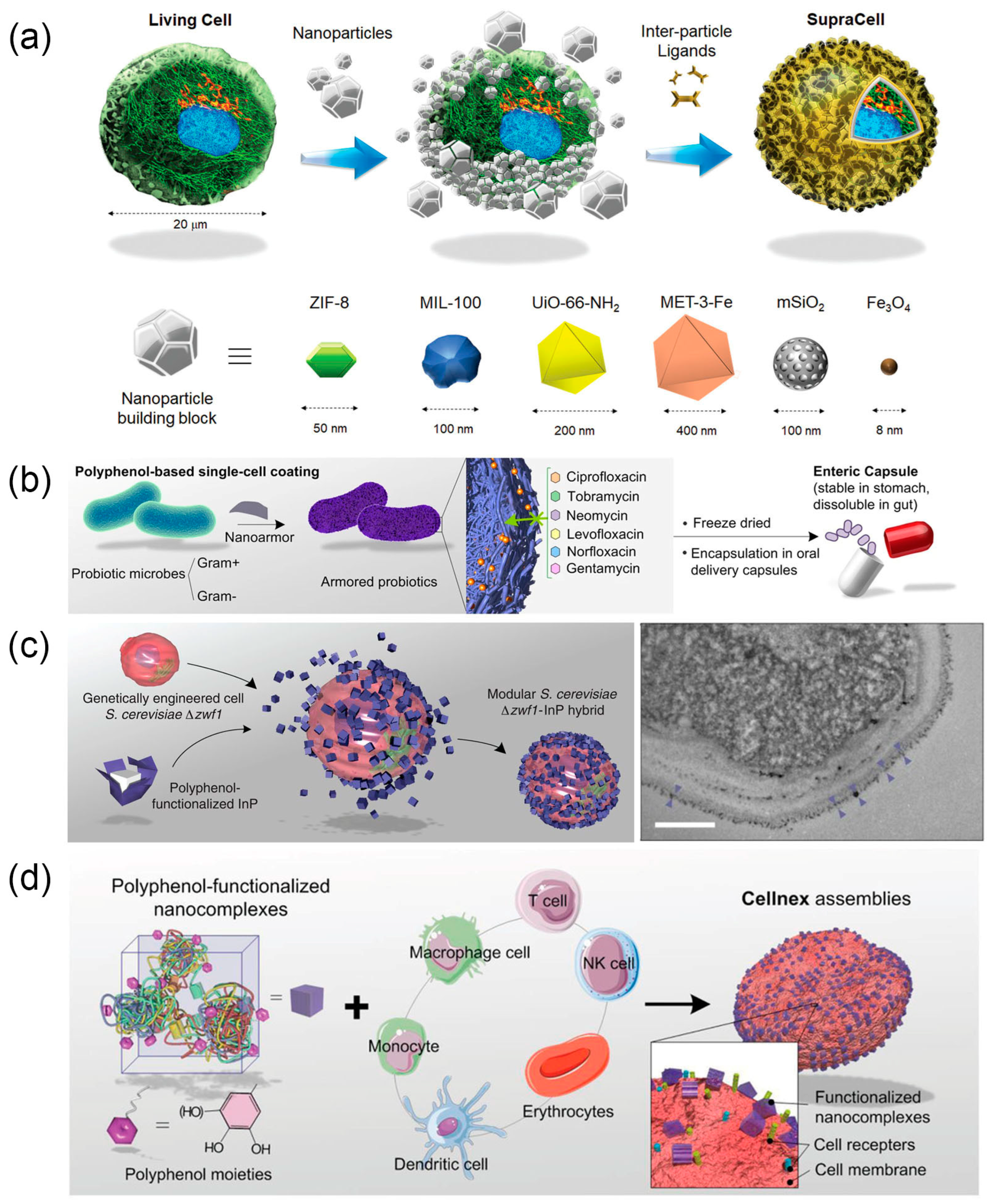 Nanomaterials 14 00377 g003