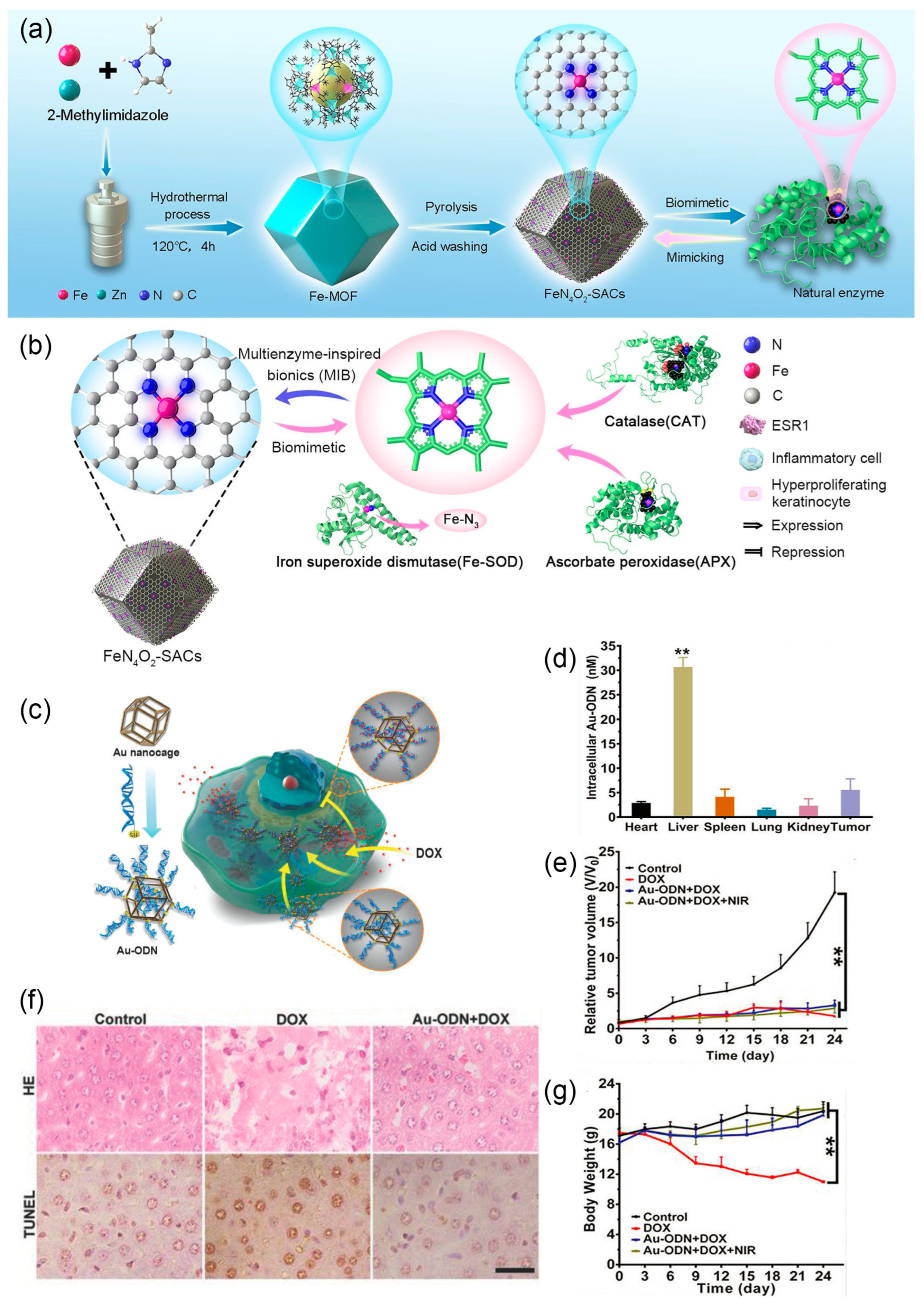 Nanomaterials 14 00377 g006