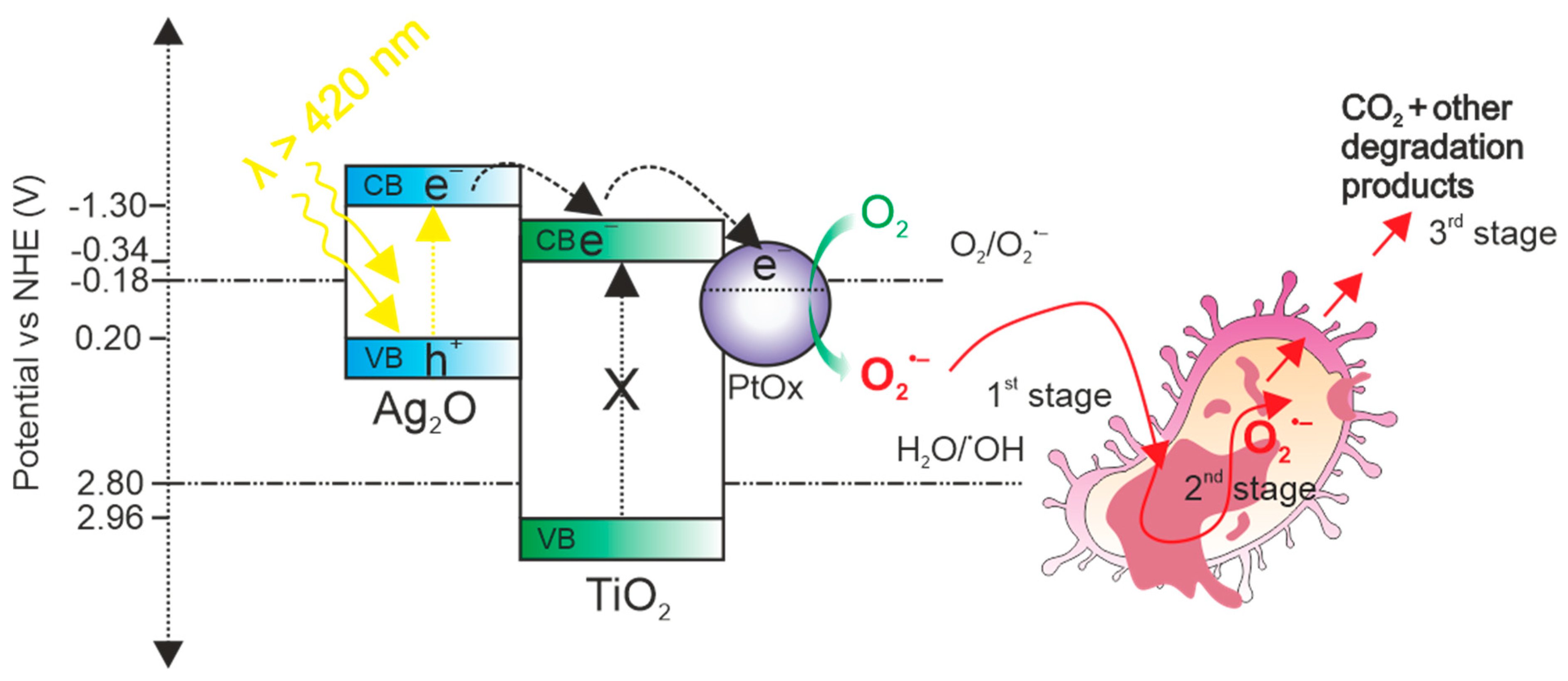 Nanomaterials 14 00409 g010