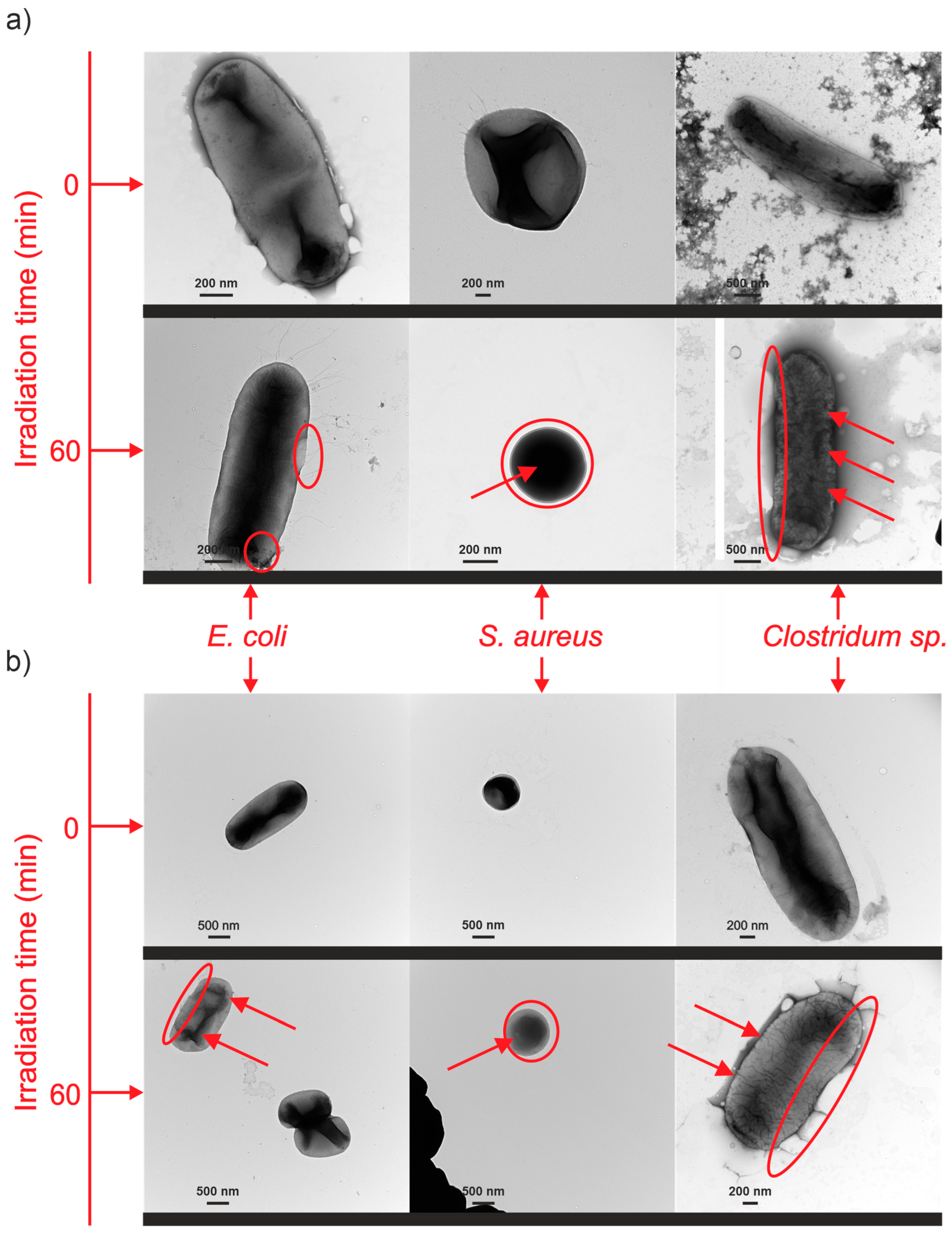 Nanomaterials 14 00409 g011