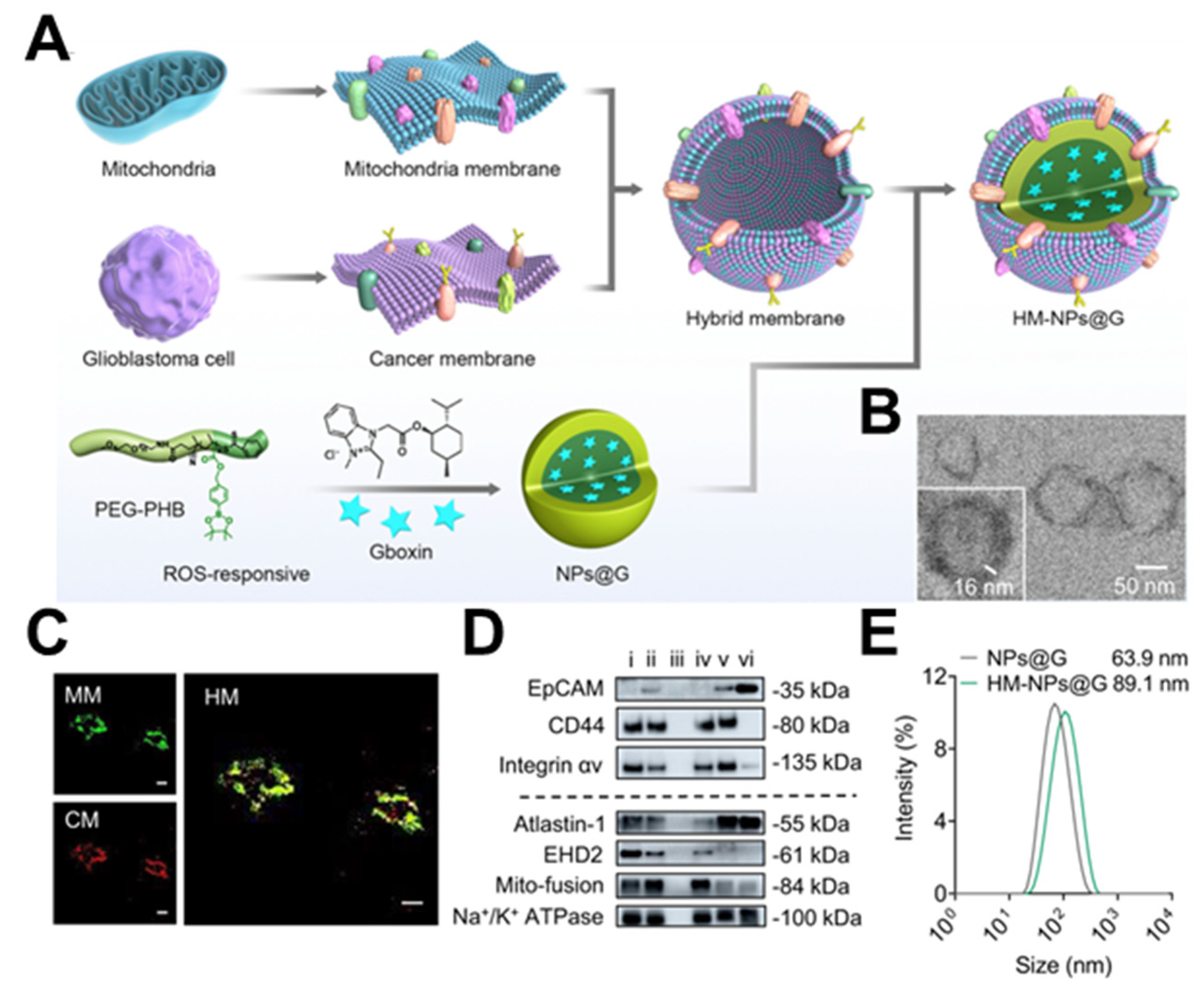 Nanomaterials 14 00413 g003