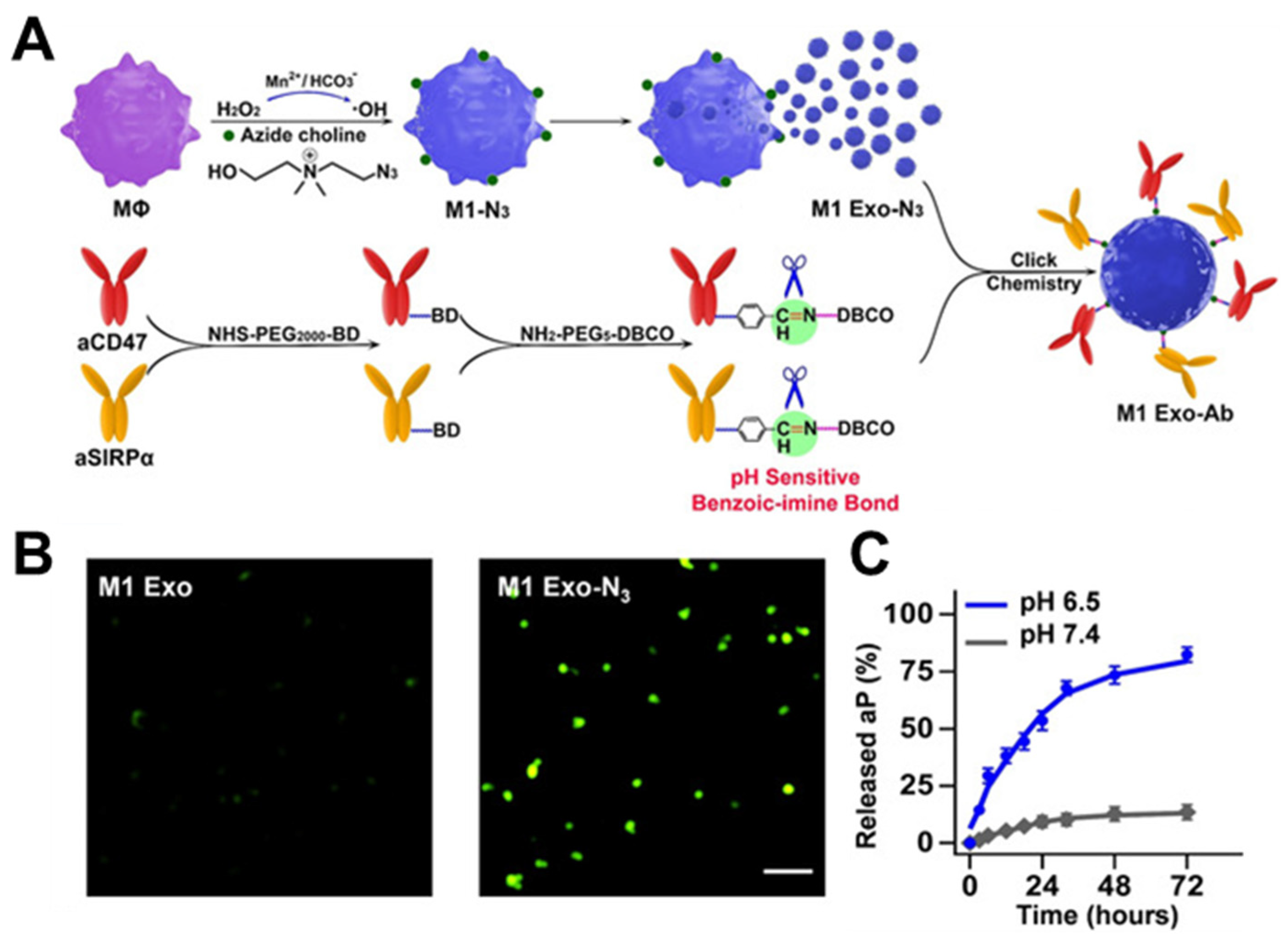 Nanomaterials 14 00413 g005