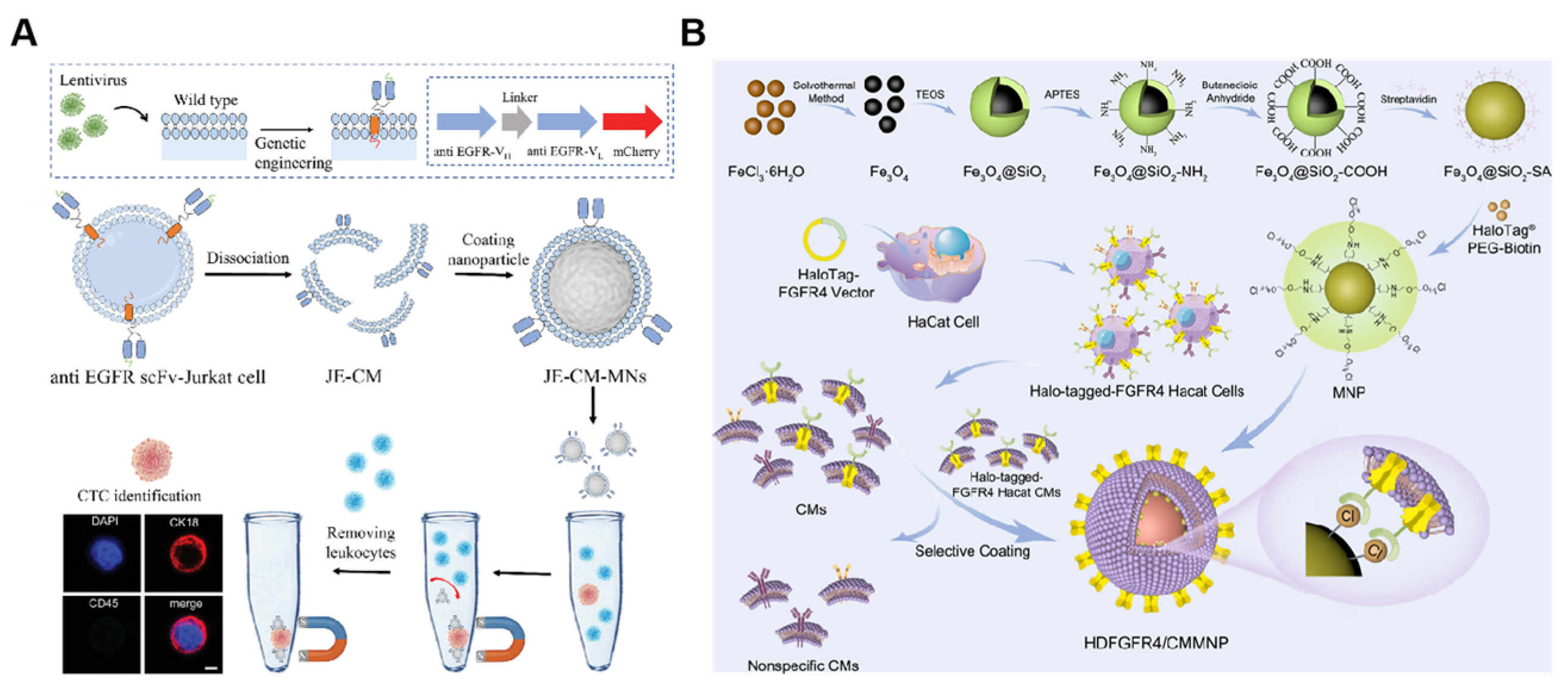 Nanomaterials 14 00413 g007