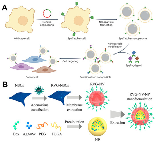 Engineered Cell Membrane-Camouflaged Nanomaterials for