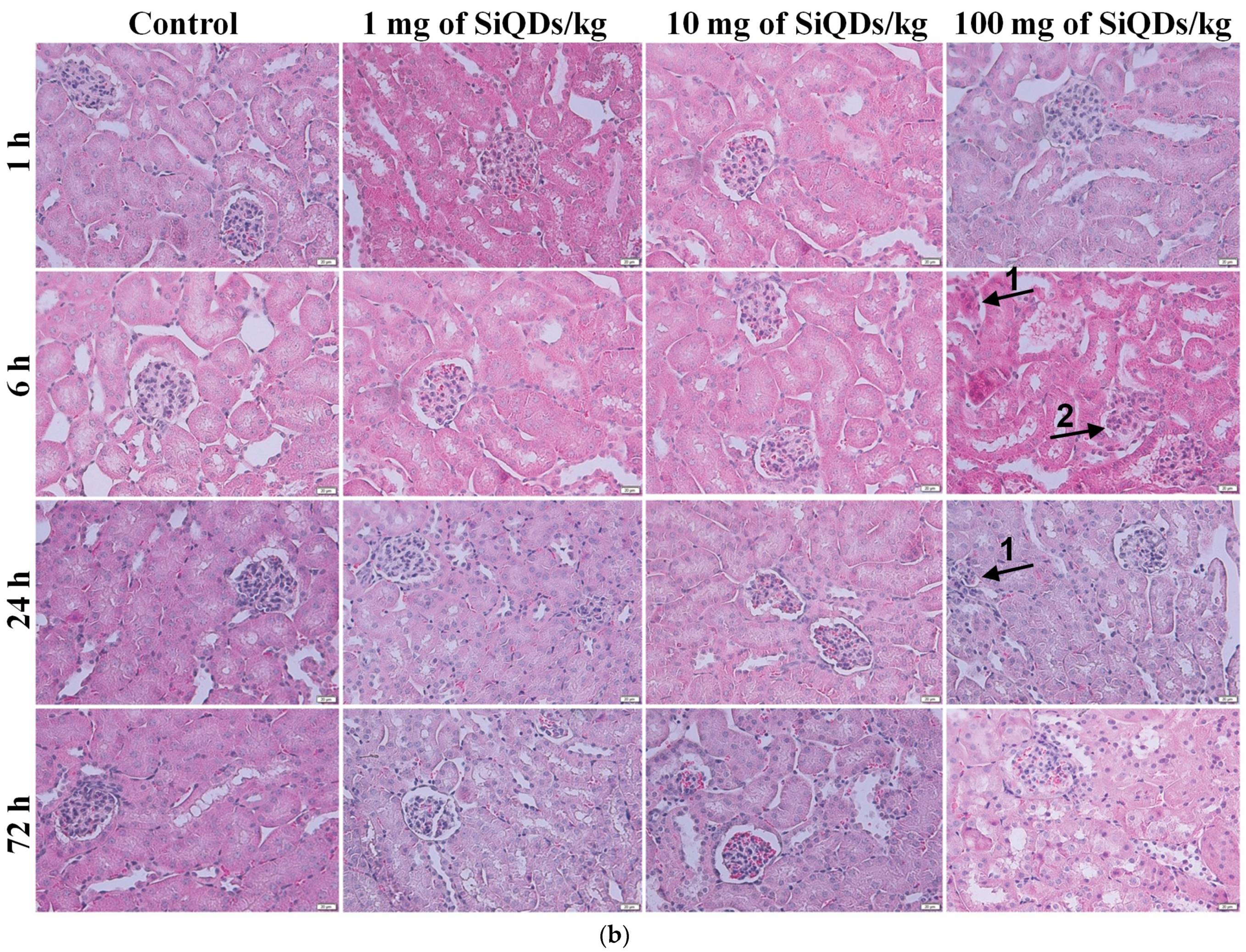 Nanomaterials 14 00457 g002b