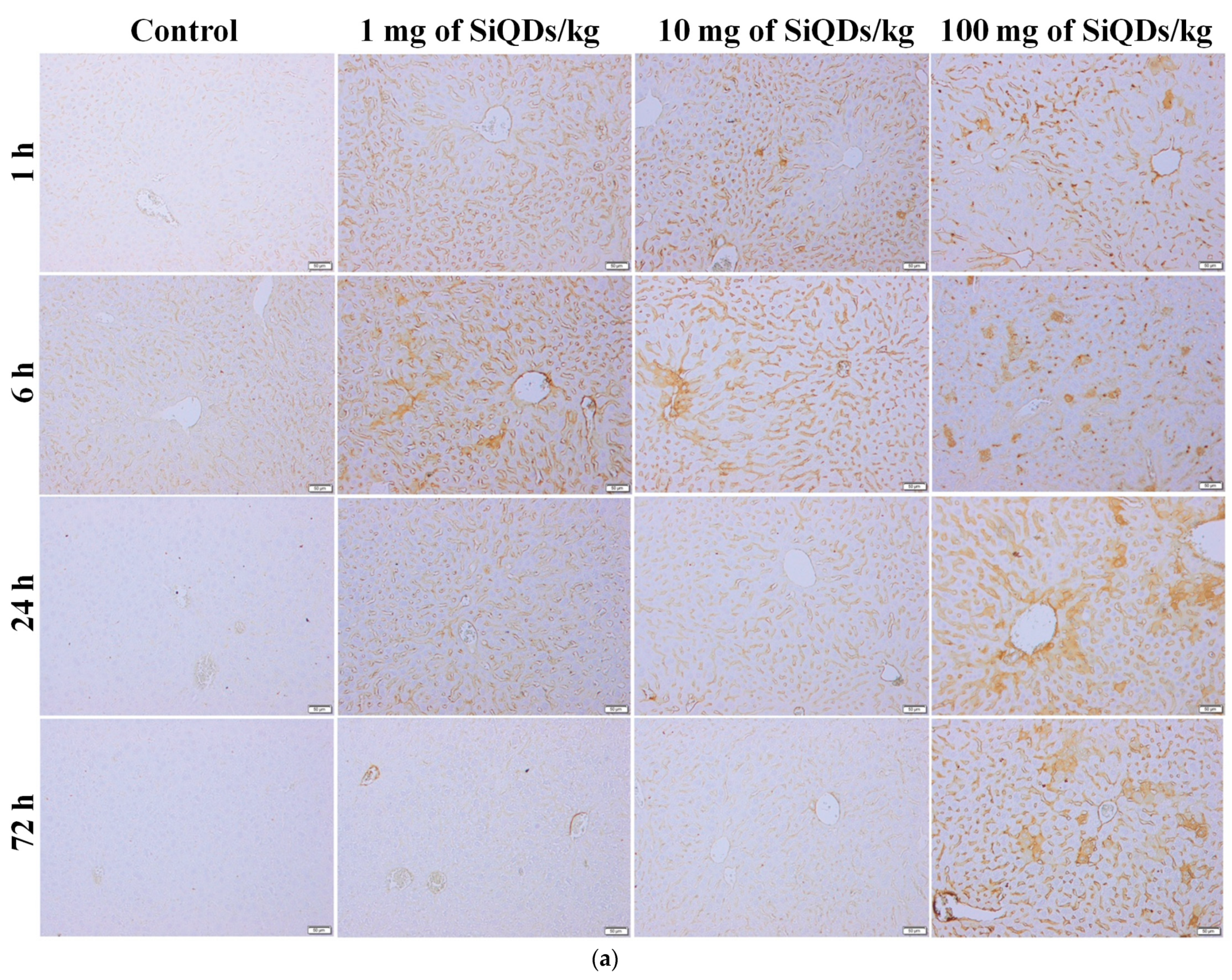 Nanomaterials 14 00457 g003a