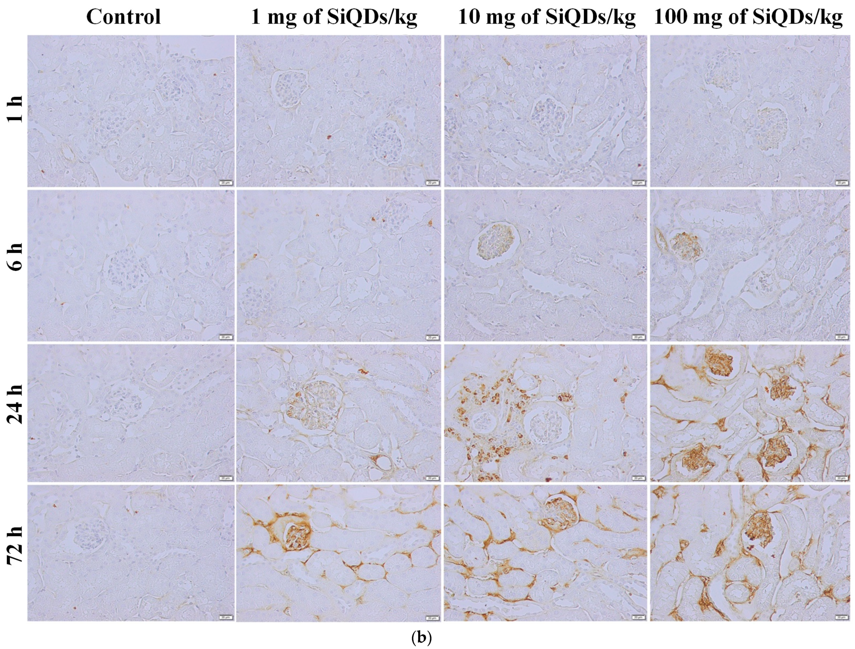 Nanomaterials 14 00457 g003b